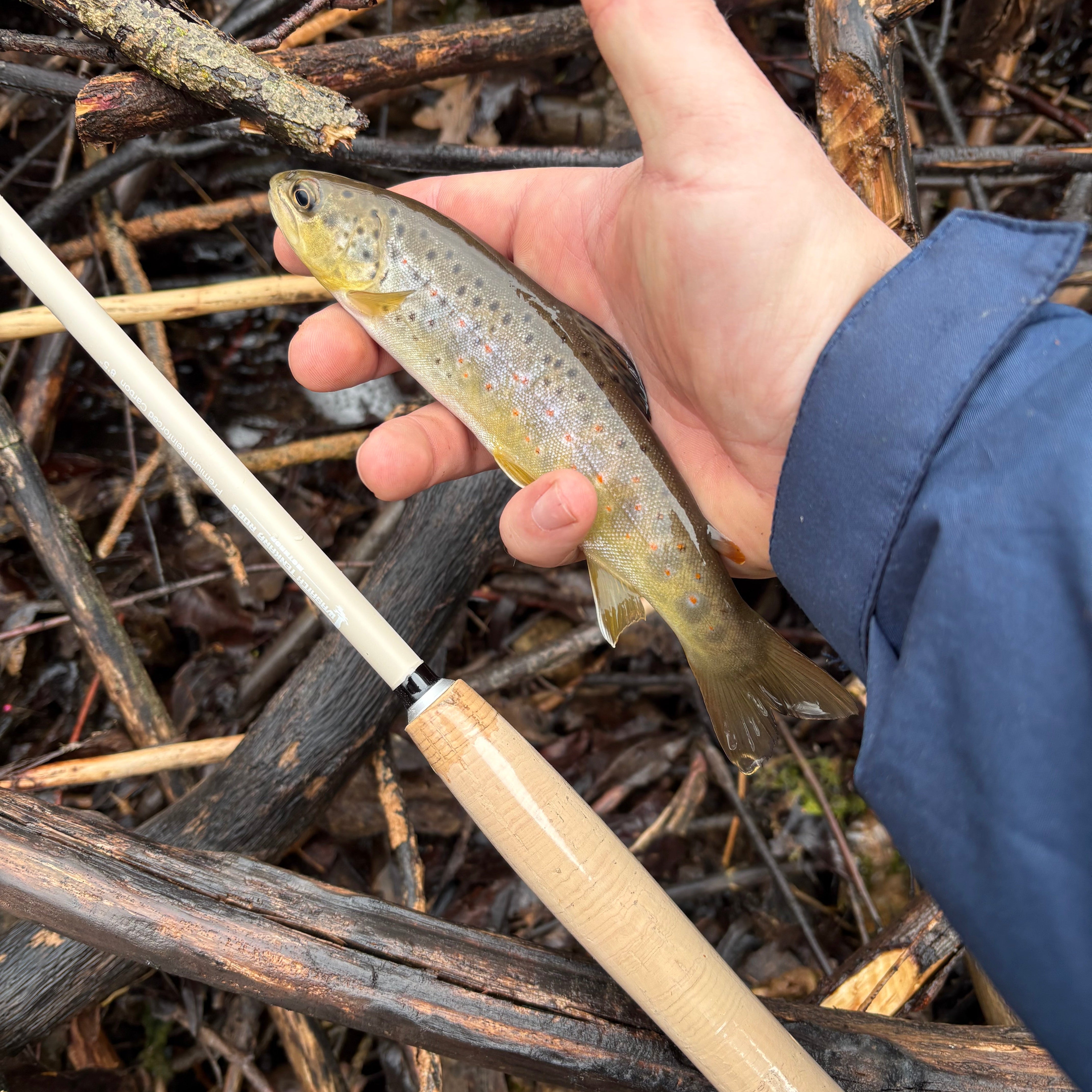 Hand holding a small fish near a tenkara fishing rod among dry branches