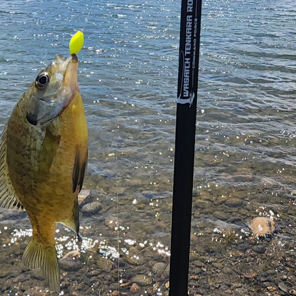 Angler holding a Wasatch Tenkara Rods Command Force spin rod with a bluegill hooked on a bright yellow lure in a clear lake, showcasing the rod’s performance for light tackle fishing in freshwater.