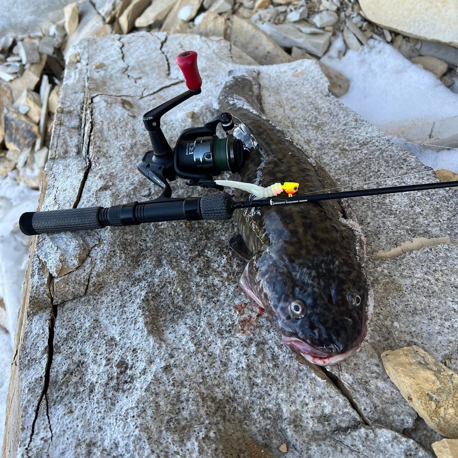 Angler displays a freshly caught burbot on a rocky surface with an ice fishing rod from Wasatch Tenkara Rods and reel setup resting on the fish, featuring a bright yellow and white jig lure.