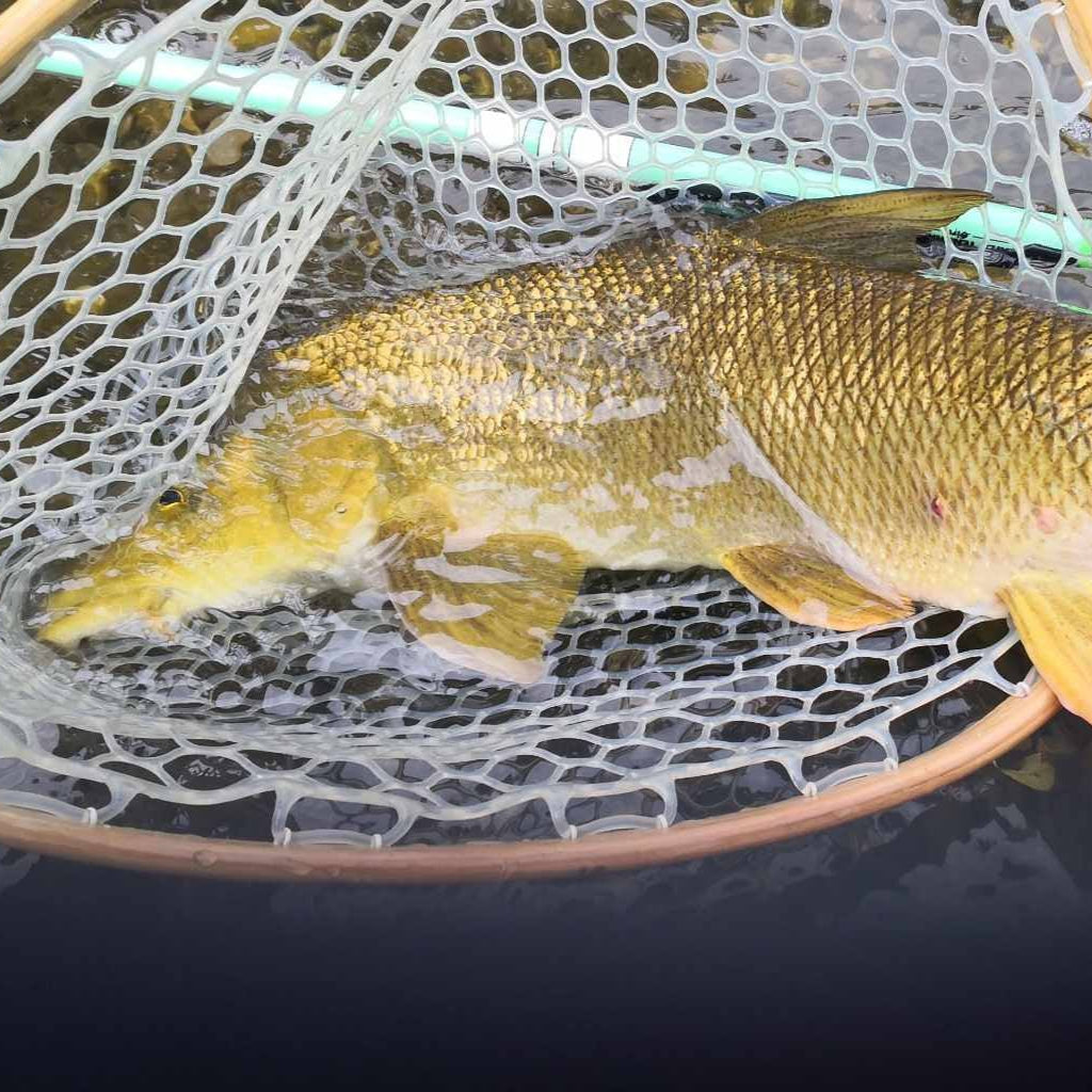 Close-up of a carp resting in a rubber landing net with a Wasatch Tenkara Rods SIYCO rod partially submerged—highlighting the rod’s strength and versatility for targeting larger warmwater species.