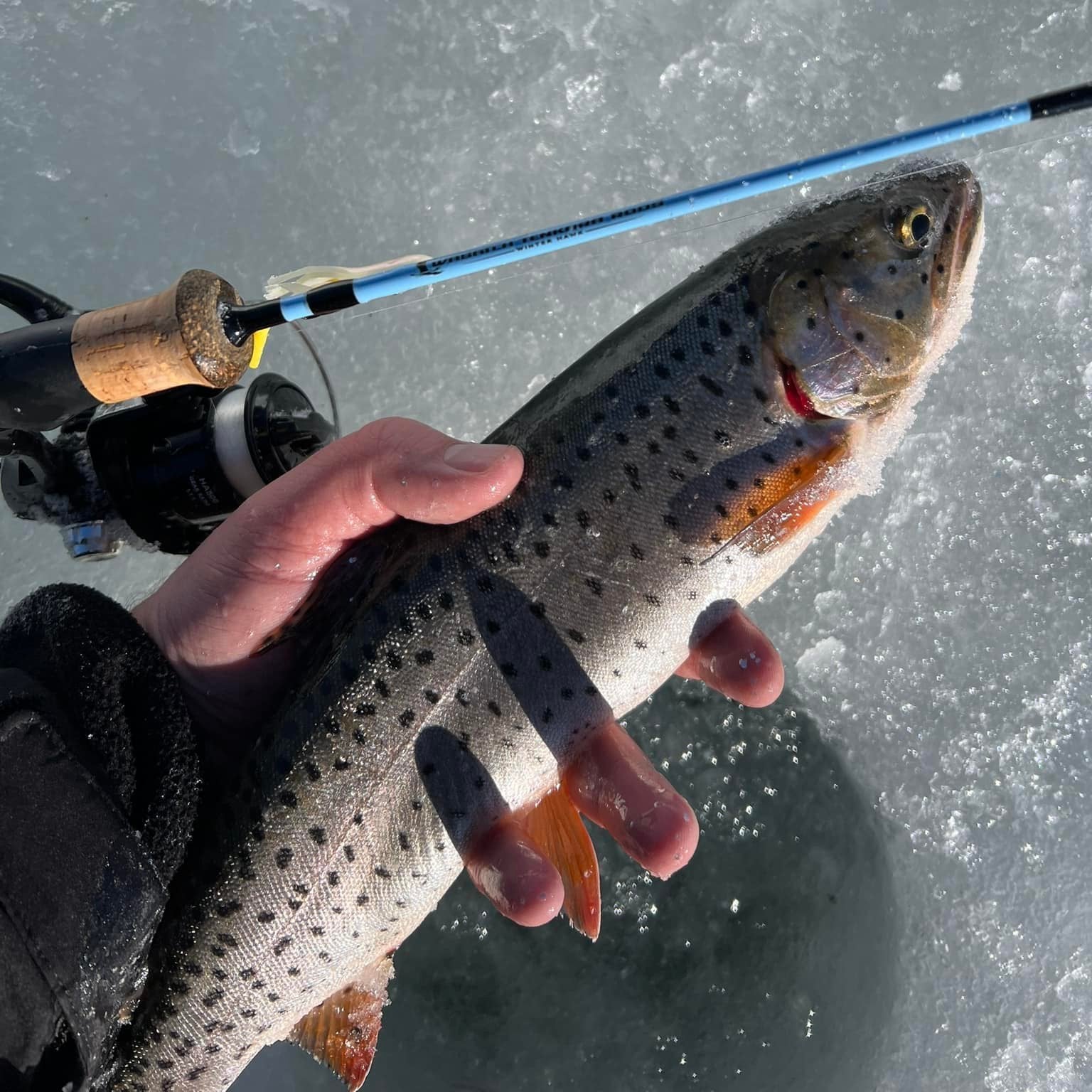 A close-up of a hand holding a spotted Cutthroat trout, with a Wasatch Tenkara Rods - Winterhawk ice fishing rod and reel visible in the background, resting on an icy surface near an ice fishing hole.