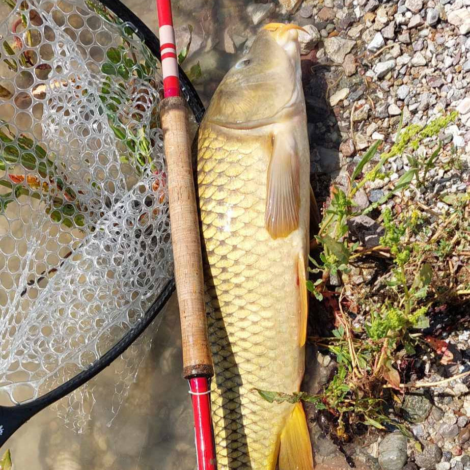 Large golden common carp next to a Wasatch Tenkara Rods Phoenix Rising tenkara rod and landing net on a rocky riverbank, showcasing the rod’s power and versatility.
