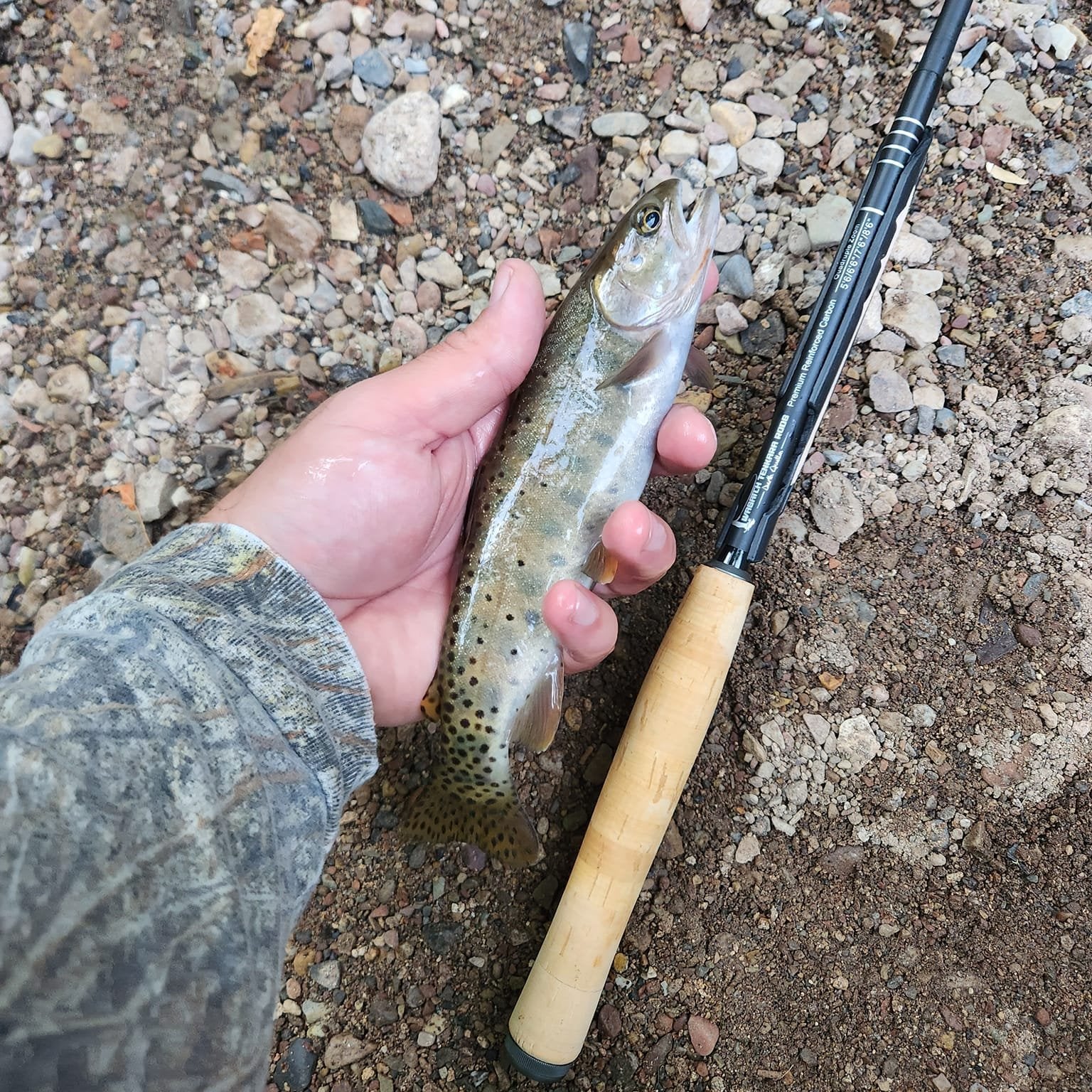 A small Cutthroat trout held in a person's hand over a gravelly riverbank. The trout features distinctive dark spots and a golden hue. Next to it, a Wasatch Tenkara Rods - Darth Quattro with a cork handle is laid on the ground, showcasing the size of the fish. The surrounding terrain consists of small rocks and dirt, typical of a riverbank.