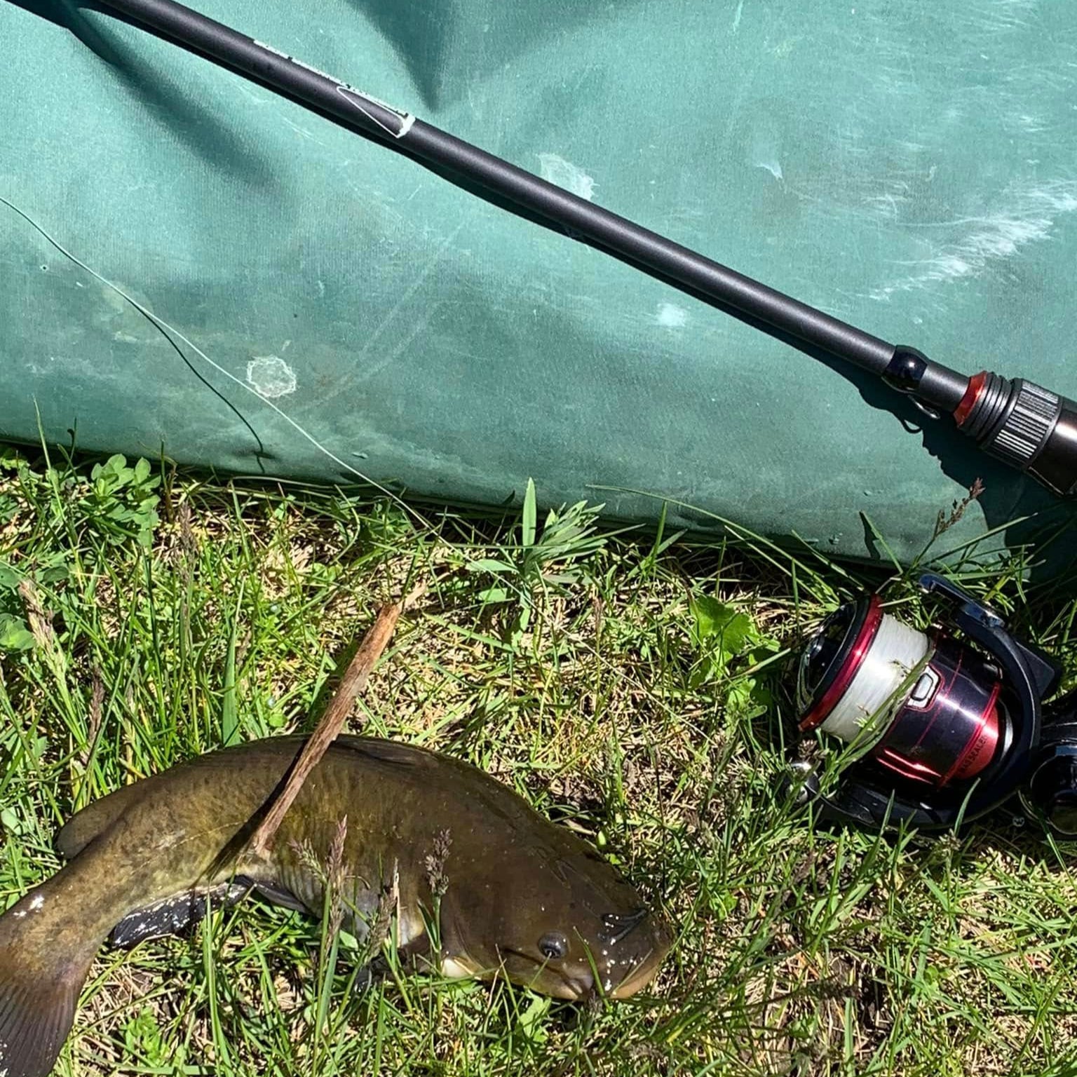 Flathead catfish resting on grass next to a Wasatch Tenkara Rods Command Force spin rod and spinning ree, displaying the targeted catfish species, compact travel rods, and high-performance spin fishing gear.