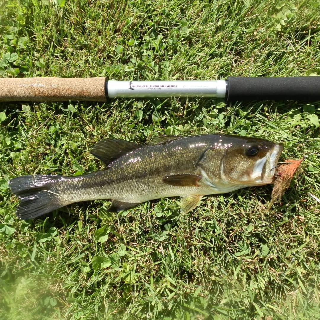 Largemouth bass caught using the Wasatch Tenkara Rods Open Waters rod, shown on grass with rod handle and streamer fly.