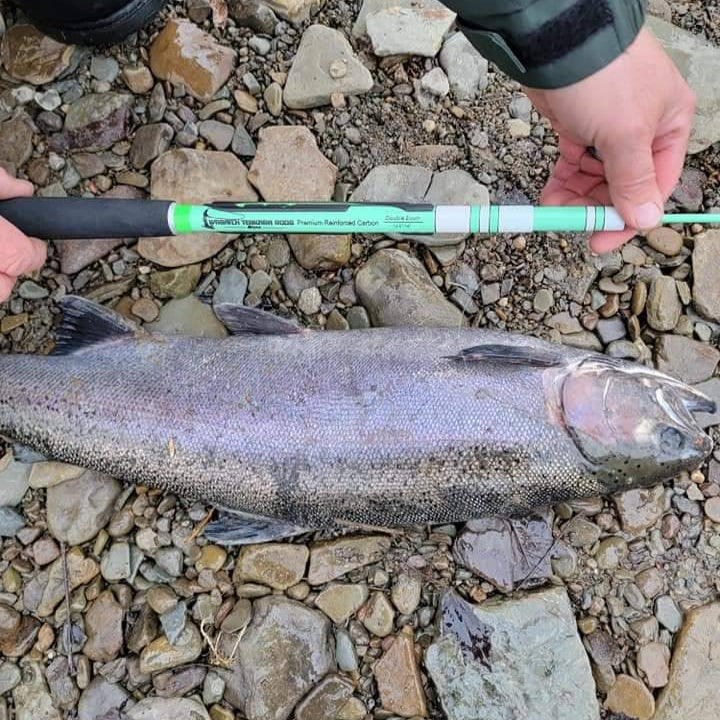 Close-up of a steelhead trout laying on a rocky bank with a Wasatch Tenkara Rods SIYCO being held in the hands of the angler, who is using the rod to display the massive steelhead's size.