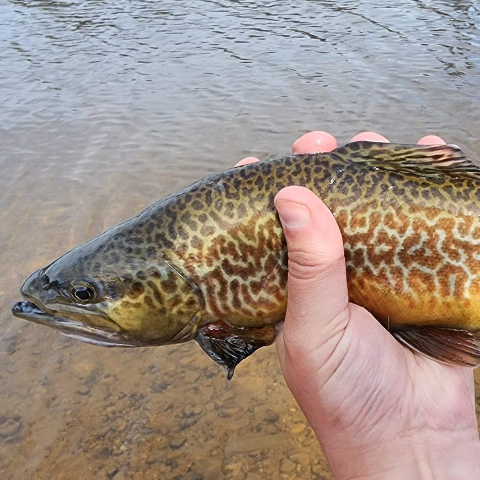 Angler holding a vividly patterned tiger trout above clear, shallow freshwater—highlighting the fish’s distinct markings and the scenic fishing environment, ideal for trout anglers and outdoor enthusiasts.