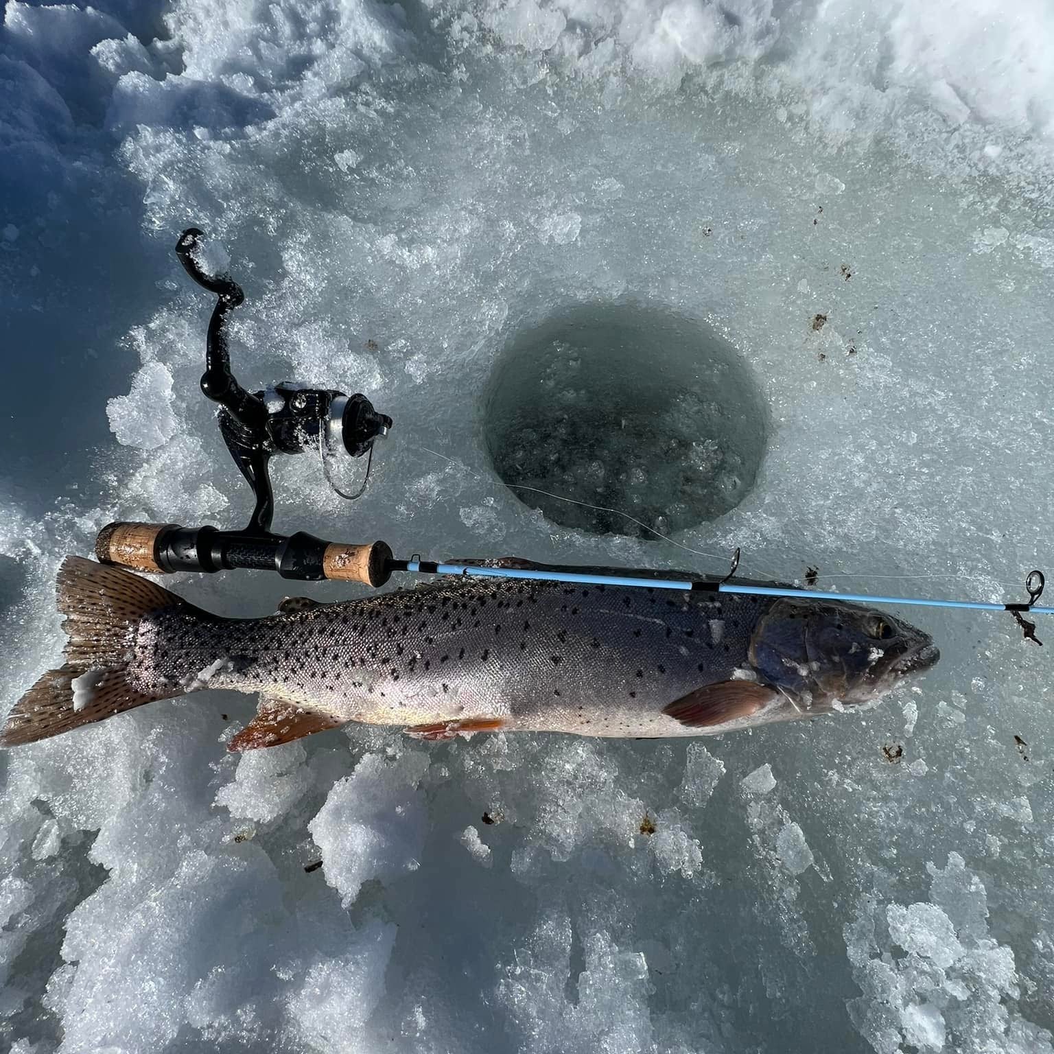 A Wasatch Tenkara Rods - Winterhawk ice fishing rod with a cork handle and reel resting on the ice next to a large, freshly caught Cutthroat trout and an ice fishing hole, showcasing the success of ice fishing with premium gear.