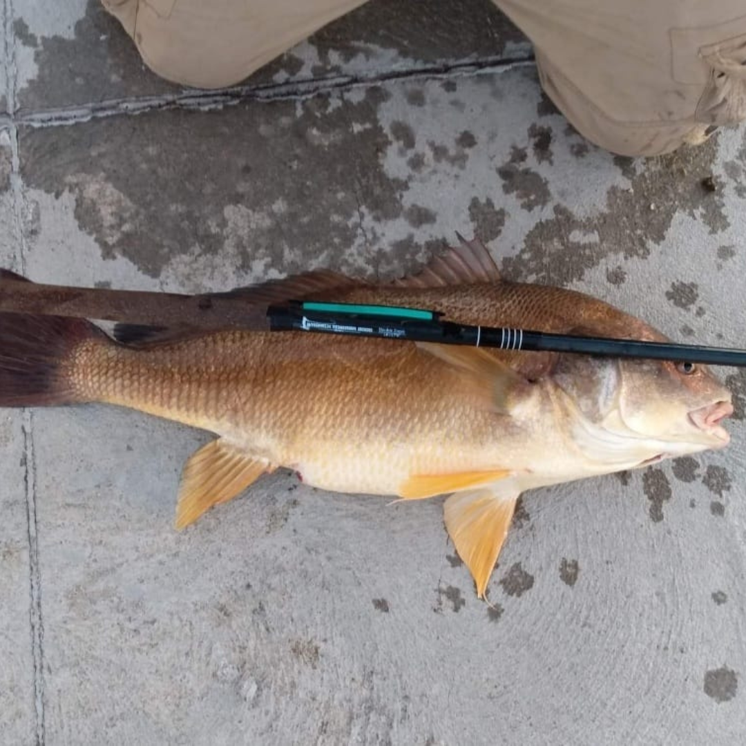 Angler measures a large golden-hued freshwater fish on a concrete dock using a Wasatch Tenkara Rod for scale, highlighting the rod's strength and versatility.