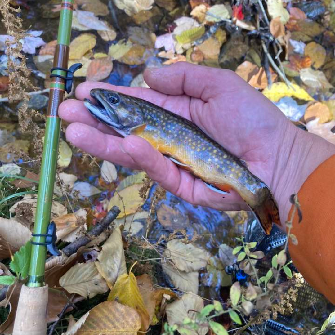 Angler holding a small brook trout next to a green Wasatch Tenkara Rods Baby RodZilla rod on a leaf-covered mountain stream, showcasing fall fishing and small stream tenkara rod performance.