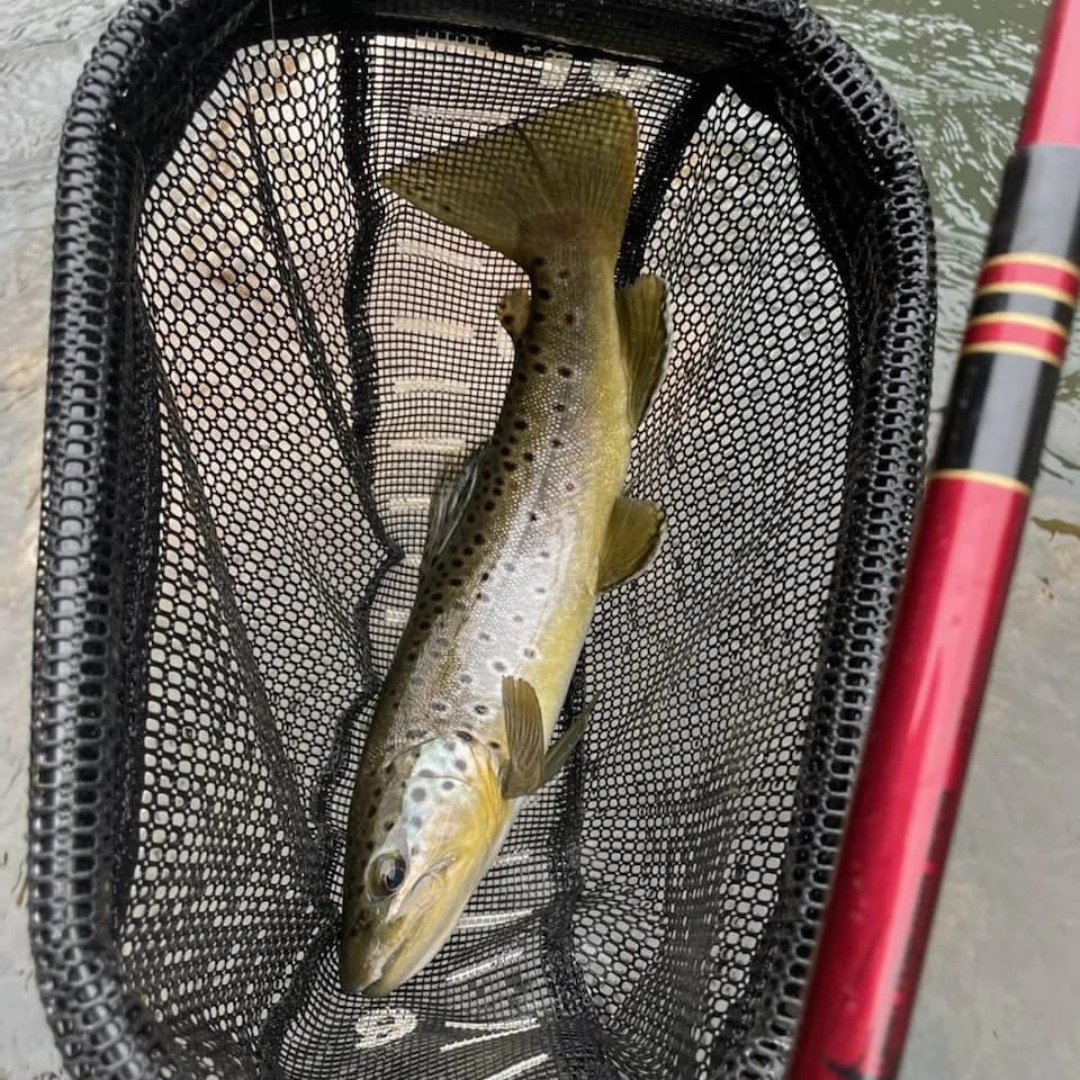 Close-up of a brown trout resting in a black mesh measure net landing net beside the red Akai Samurai Tenkara Rod, captured streamside during a successful fly fishing outing.