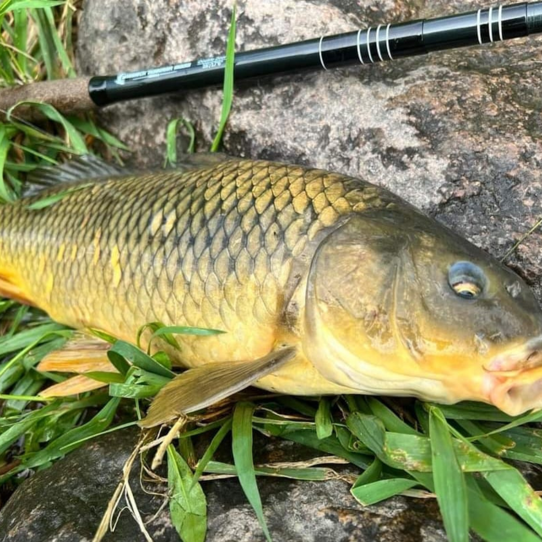 Close-up of a golden common carp on grass next to a Wasatch Tenkara Rod, showcasing rod durability and fish size.