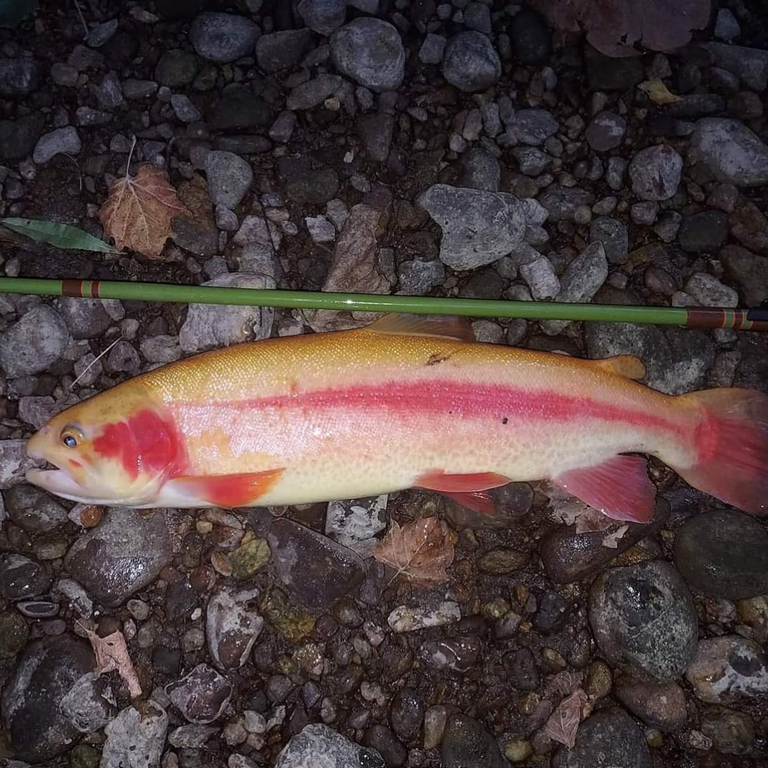 Golden rainbow trout laying on river rocks beside a Wasatch Tenkara Rods Baby RodZilla tenkara rod, showcasing successful small stream fishing with a green compact rod designed for tight water.