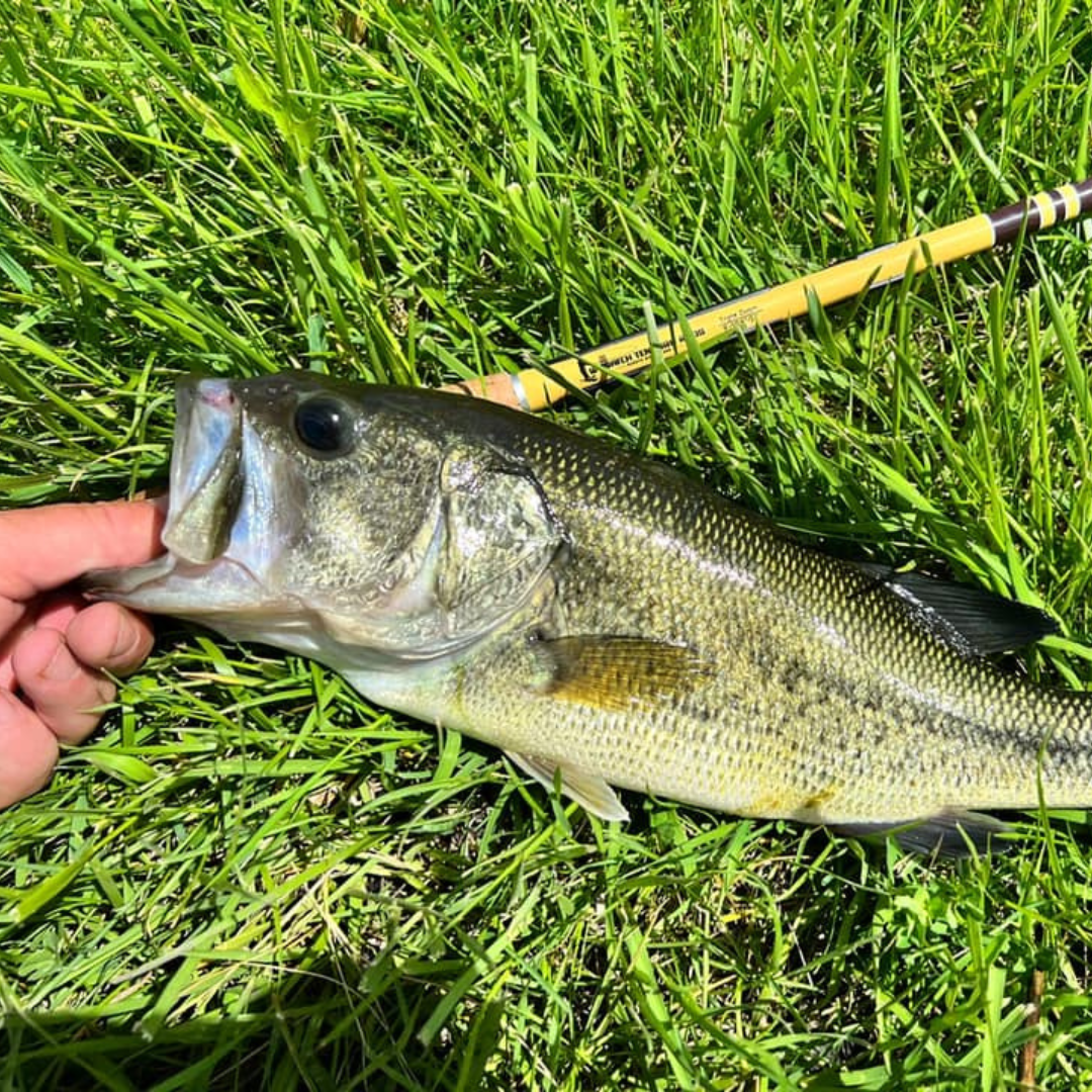 Angler holding a largemouth bass on green grass next to a Wasatch Tenkara Rods Hankyu Middle Fork Tenkara Rod, showcasing the rod’s durability and versatility for targeting warmwater species.