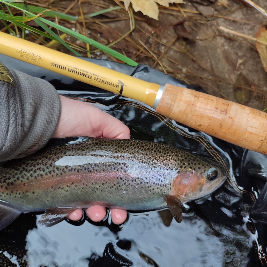 Angler holding a colorful rainbow trout in a net, with the cork handle and yellow body of the Hankyu Middle Fork Tenkara Rod visible—highlighting precision and performance from Wasatch Tenkara Rods in small stream fishing.
