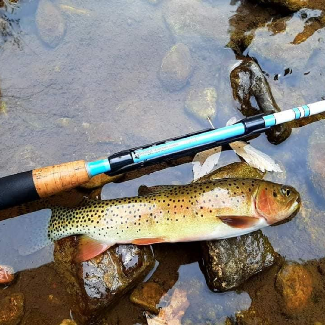 The Maruki Sharpshooter Tenkara rod with a customer catching a Bonneville Cutthroat Trout