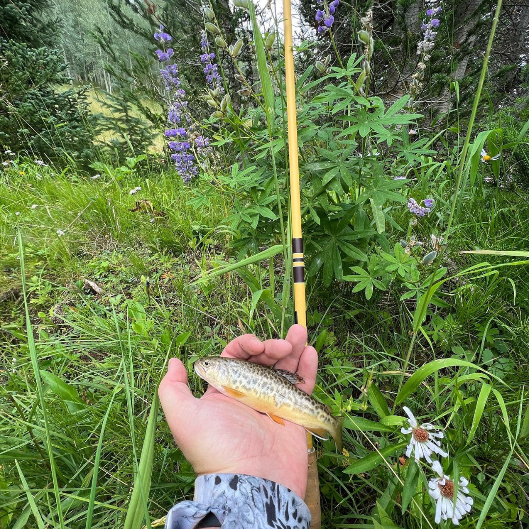 Angler holding a small wild trout in a lush alpine meadow surrounded by wildflowers, with the yellow Hankyu Middle Fork Tenkara Rod visible—highlighting its versatility and performance in high-country streams and remote fishing locations.