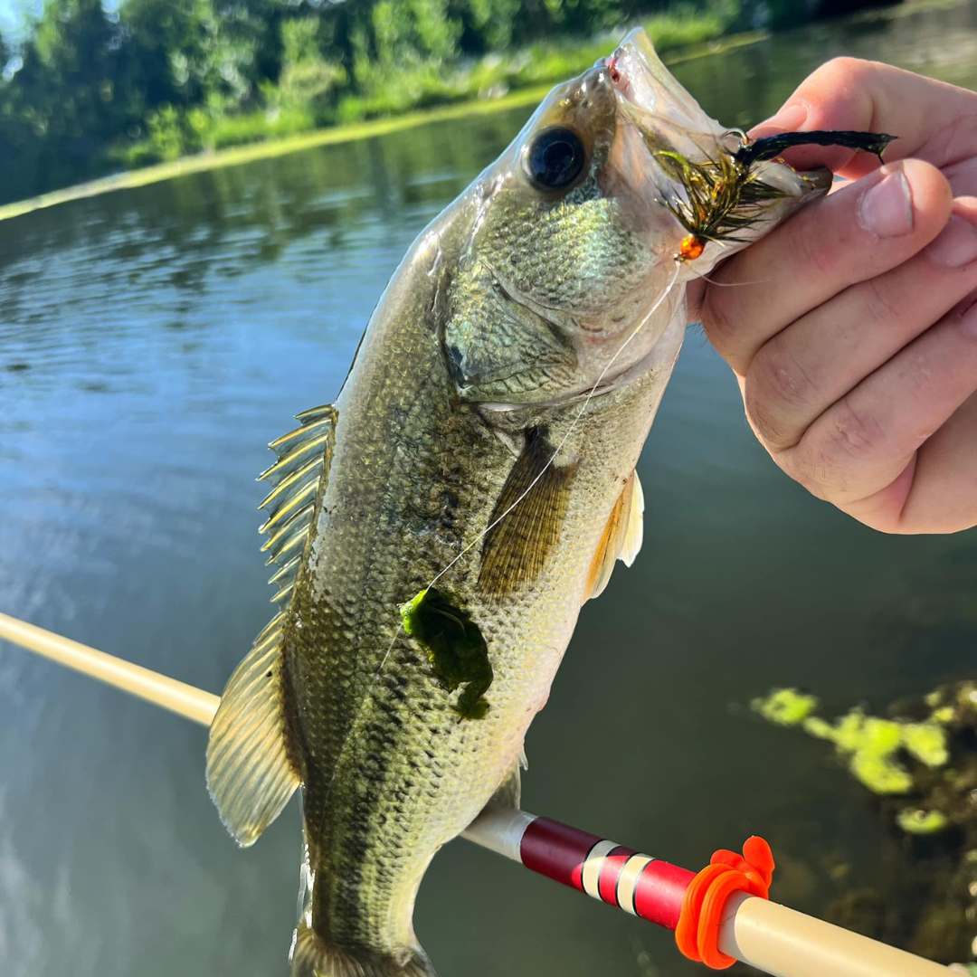 The T-Hunter is a versitle triple zoom tenkara rod. In this photo a customer landed a nice Bass!