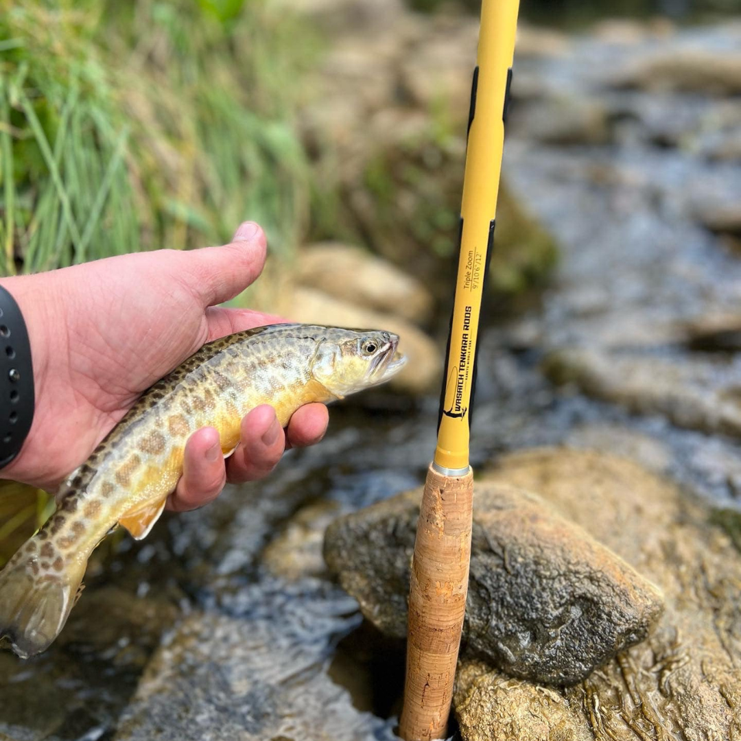 Angler holding a colorful tiger trout in a clear mountain stream beside the yellow Hankyu Middle Fork Tenkara Rod with cork handle—demonstrating the rod’s performance and sensitivity for backcountry fly fishing in wild waters.