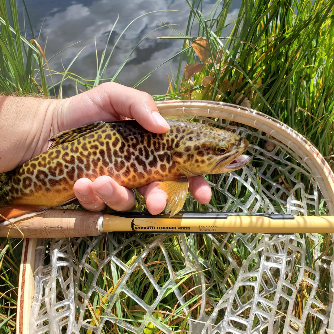 Angler holding a striking tiger trout over a wooden landing net, with the Wasatch Tenkara Rods Hankyu Middle Fork rod in view—showcasing the rod’s precision and control for targeting unique trout species in wild waters.