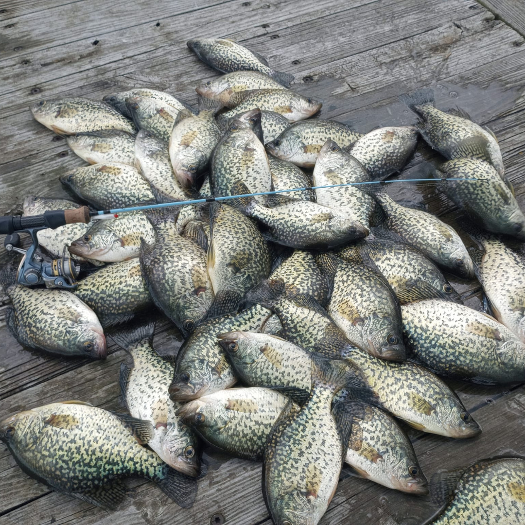 A large pile of crappie fish spread out on a wooden dock, with a Wasatch Tenkara Rods - Winterhawk ice fishing rod and reel resting on top, showcasing the results of a successful fishing trip.