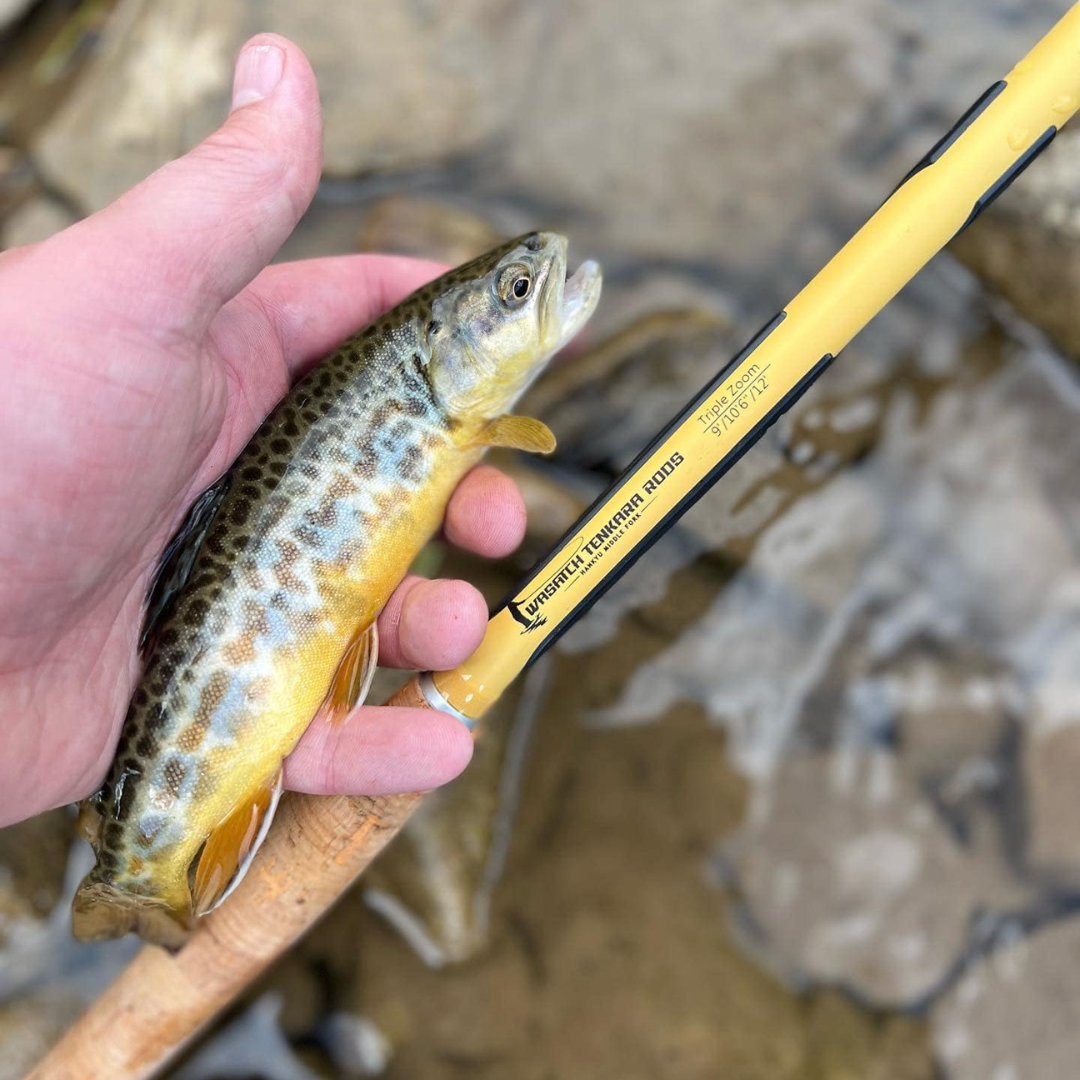Angler holding a vibrant wild trout beside the yellow Hankyu Middle Fork Tenkara Rod by Wasatch Tenkara Rods, showing off the rod’s precision and effectiveness in small stream environments with the 9'/10'6"/12' triple zoom feature visible.