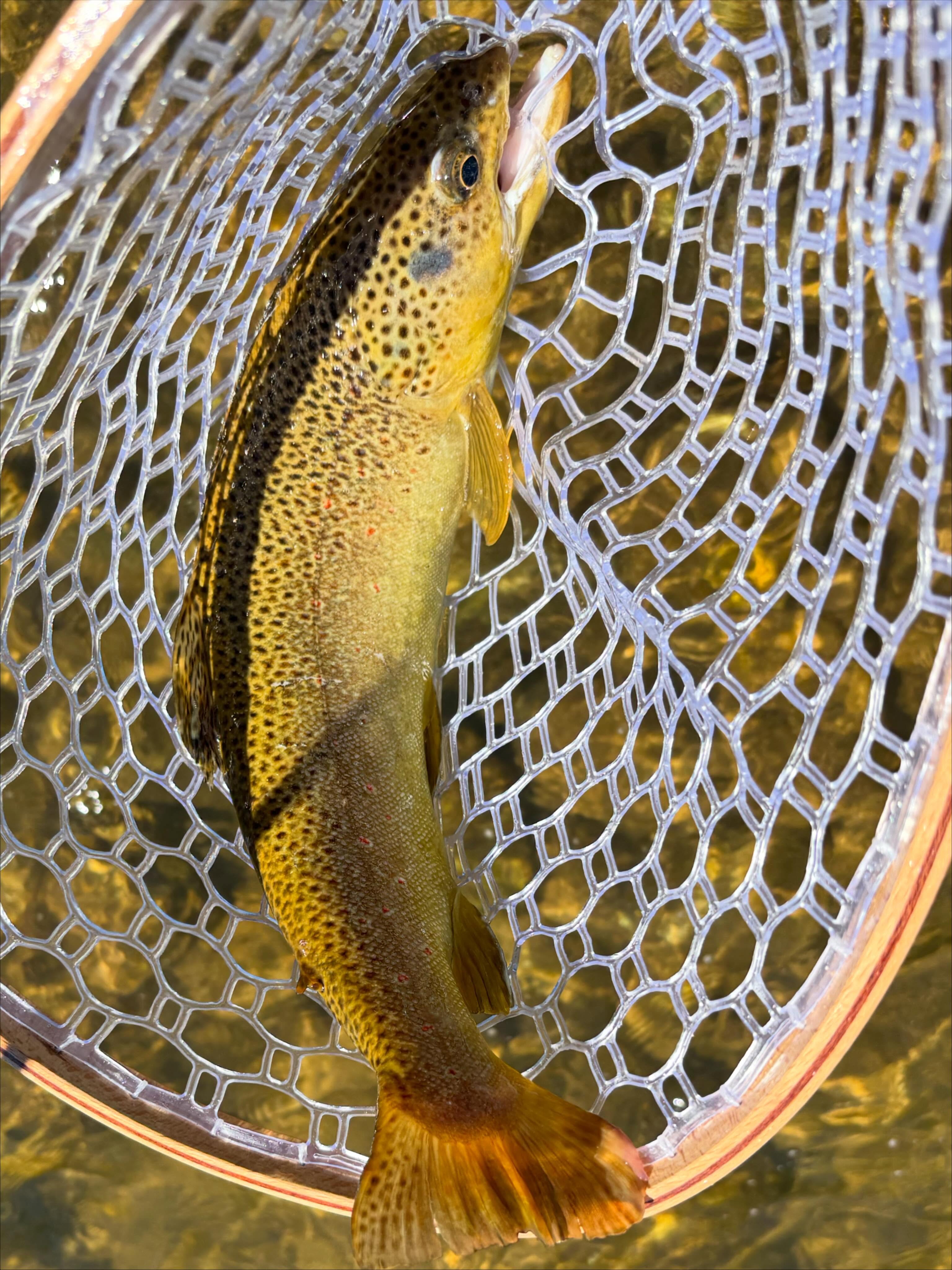 Streamers on a Fixed Line: Tenkara for Big Browns