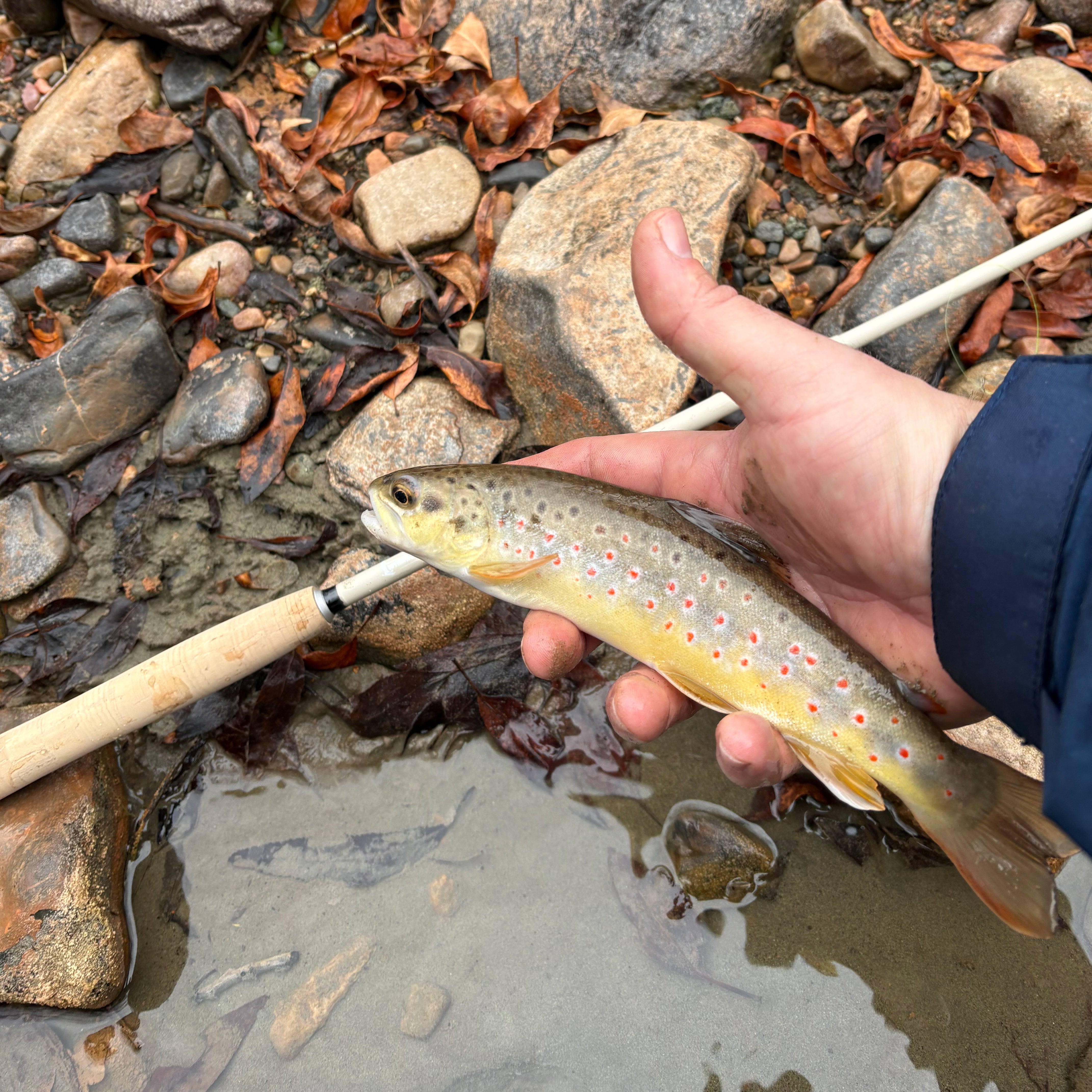 Hand holding a fish near a stream with rocks and water in the background