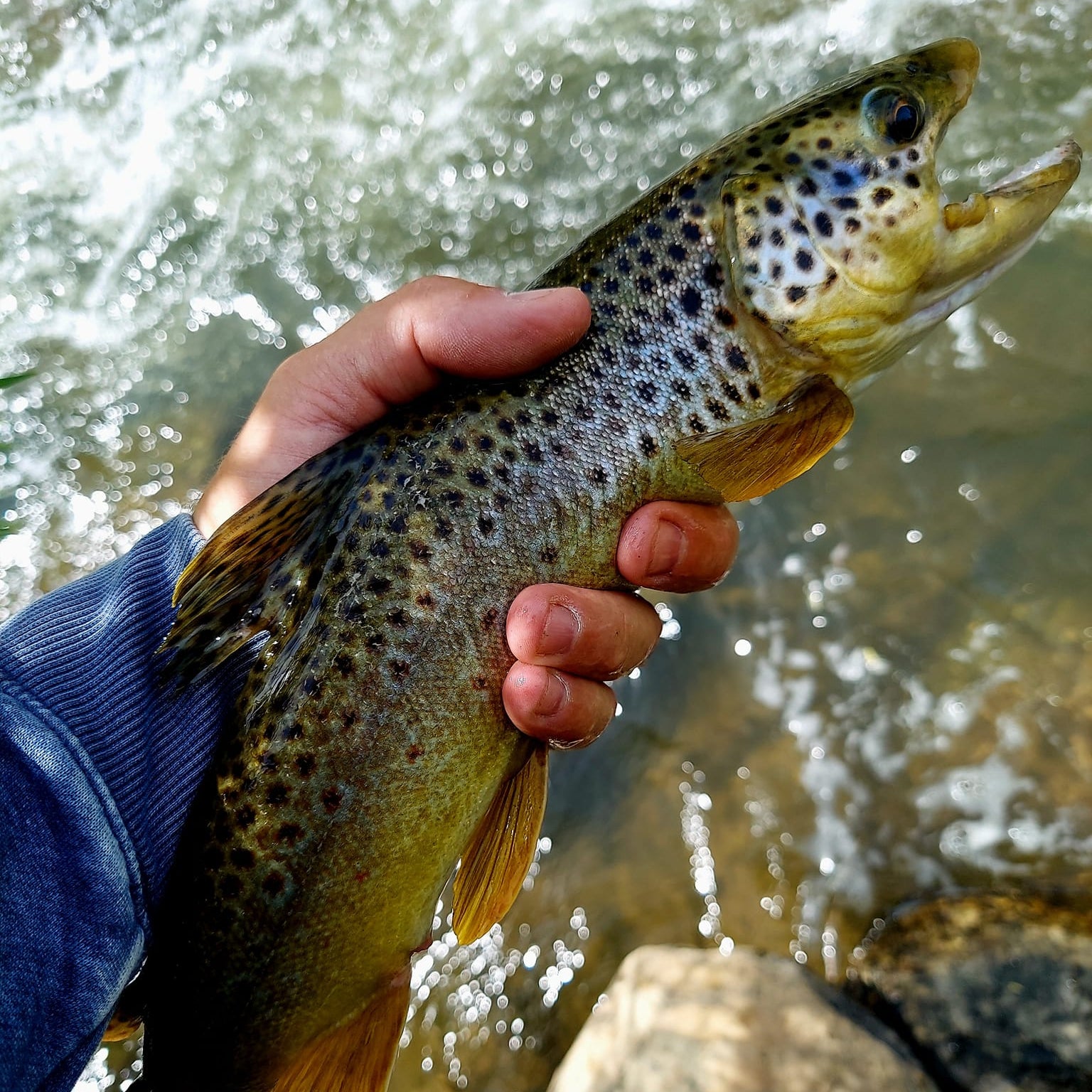 Close-up of an angler holding a wild brown trout beside a fast-flowing mountain stream, showcasing a successful catch using a Wasatch Tenkara Rod—ideal for SEO targeting fly fishing, tenkara fishing, and trout fishing gear.