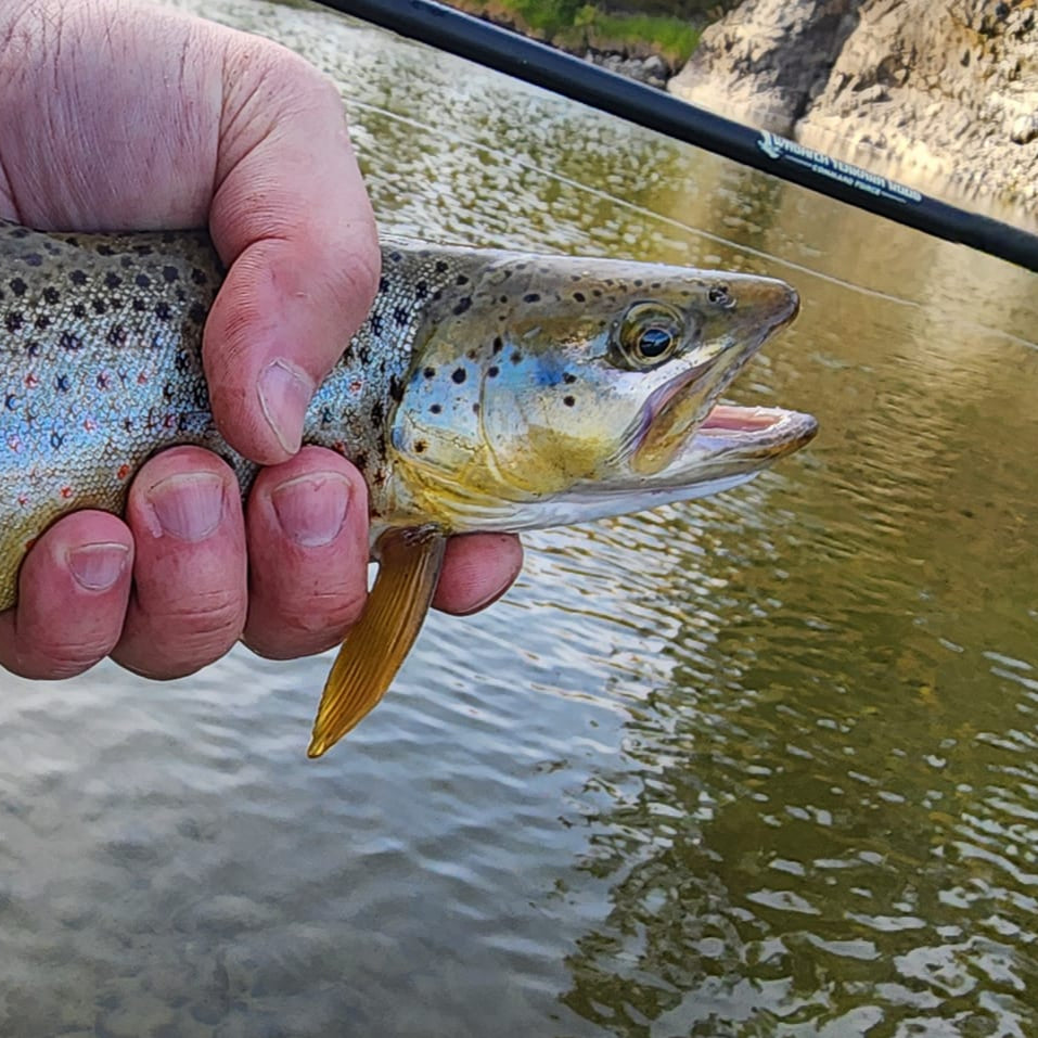 Angler holding a vibrant brown trout next to a Wasatch Tenkara Rods rod, set against a scenic river backdrop—ideal lifestyle image showcasing the rod’s performance in freshwater trout fishing.