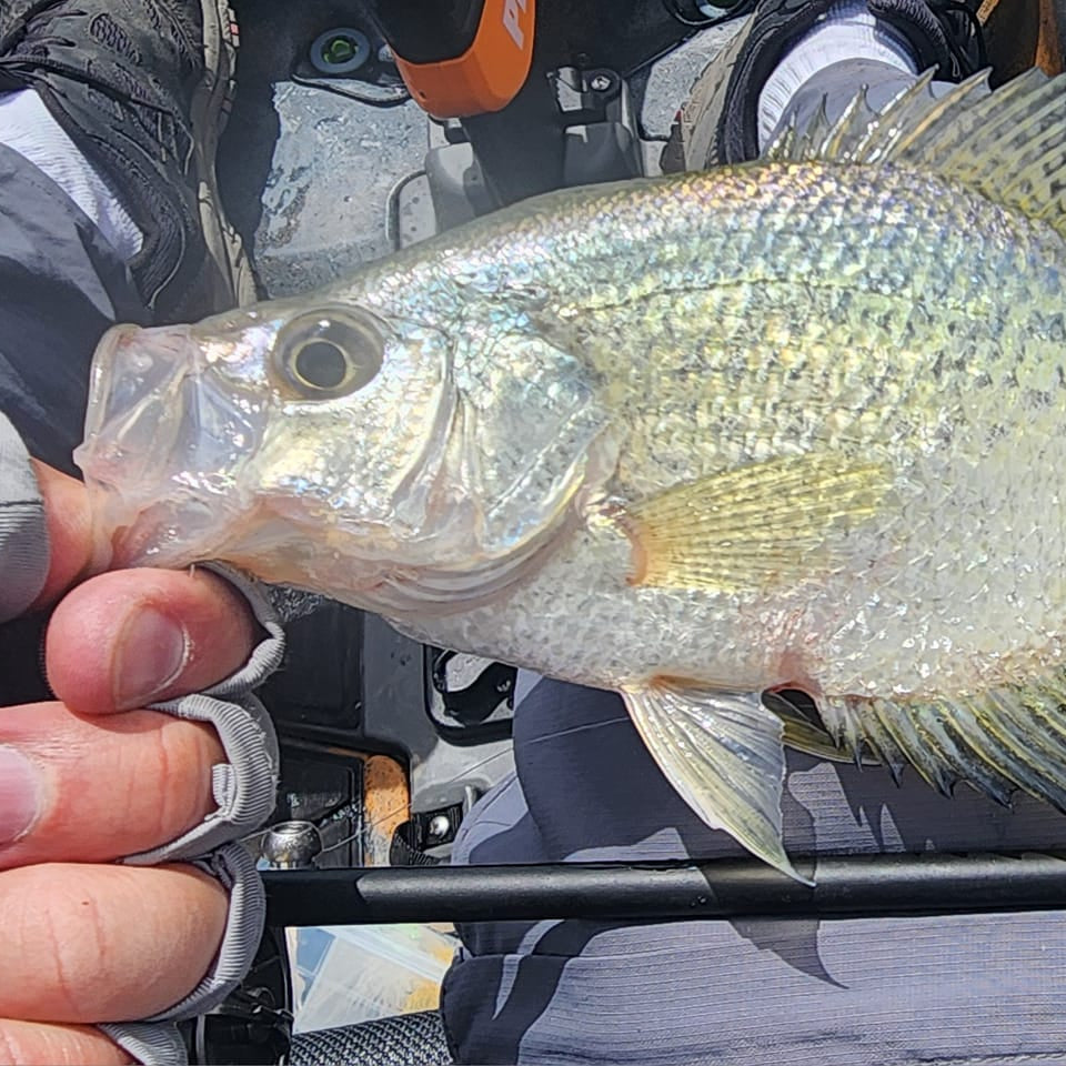 Close-up of an angler holding a freshly caught crappie above a Wasatch Tenkara Rods Command Force spin rod, showcased on a kayak seat over green water—ideal for demonstrating rod performance during kayak fishing.