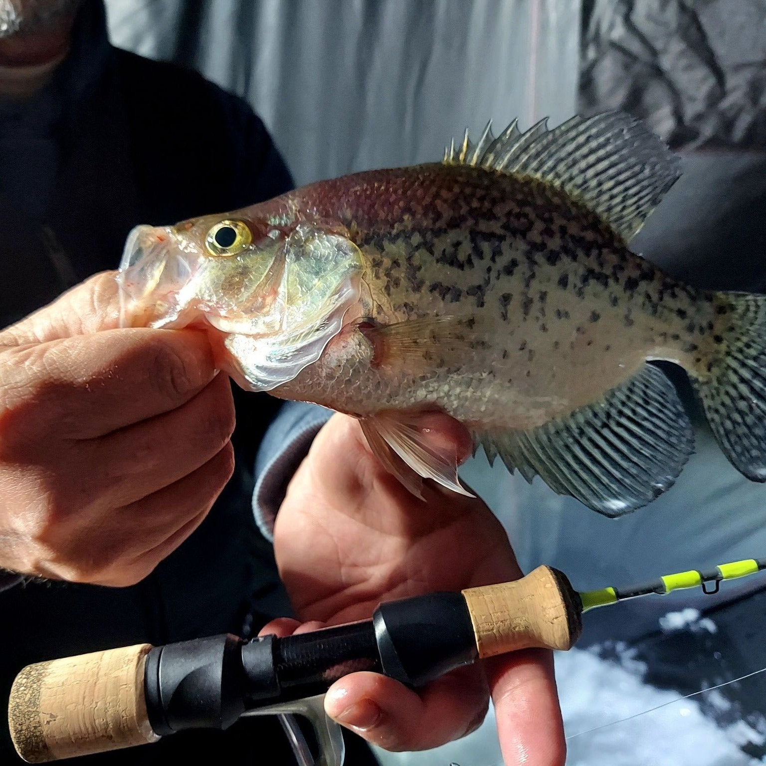 An angler holding a freshly caught crappie with vibrant scales and a Wasatch Tenkara Rods - Ice Breaker ice rod, featuring a cork handle and neon green accents, set in an ice fishing environment.