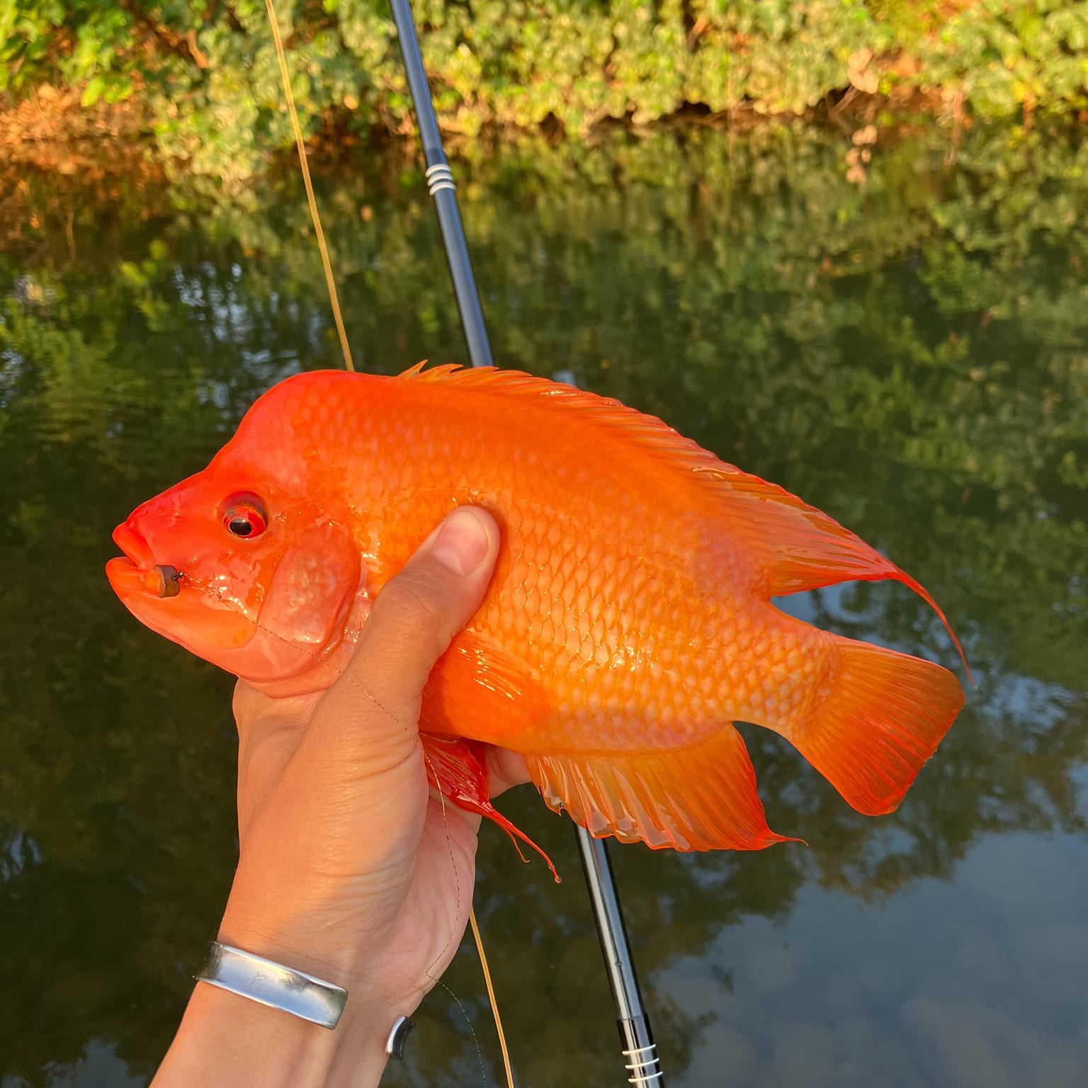 デレラ RodZilla Tenkara Rod – 16'/17'6