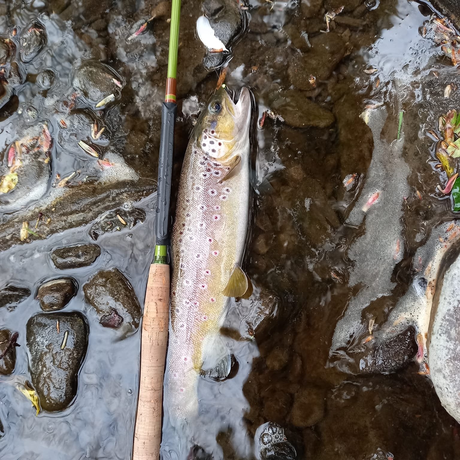 Close-up of a brown trout with vibrant red spots lying on wet river rocks next to a Wasatch Tenkara Rods Baby RodZilla, highlighting its cork grip and premium green finish—perfect for small stream trout fishing.
