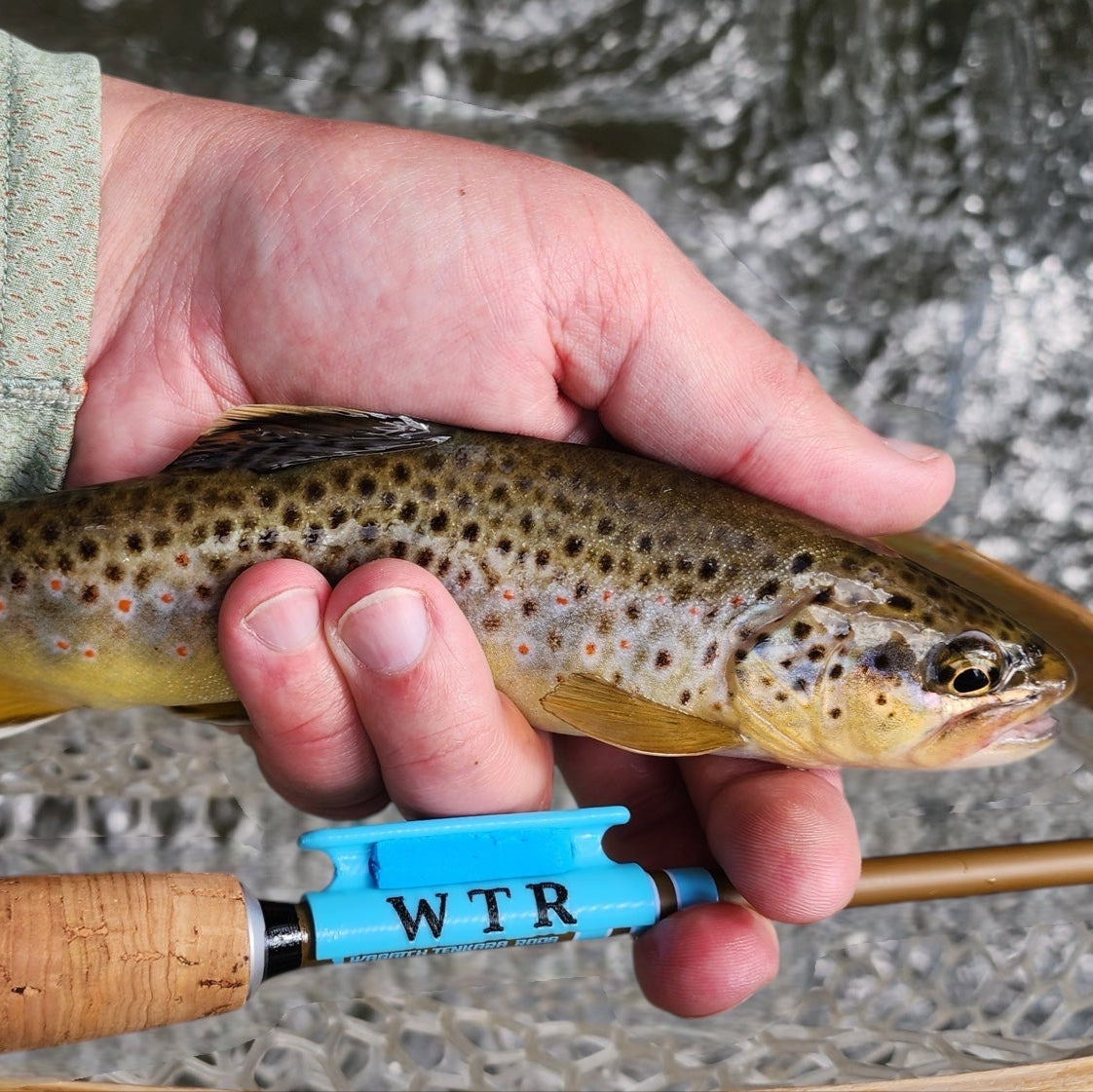 Angler holding a colorful brown trout above a rubber net, showcasing a Wasatch Tenkara Rod with cork handle and a blue WTR line holder, highlighting premium Tenkara fishing gear for mountain streams.
