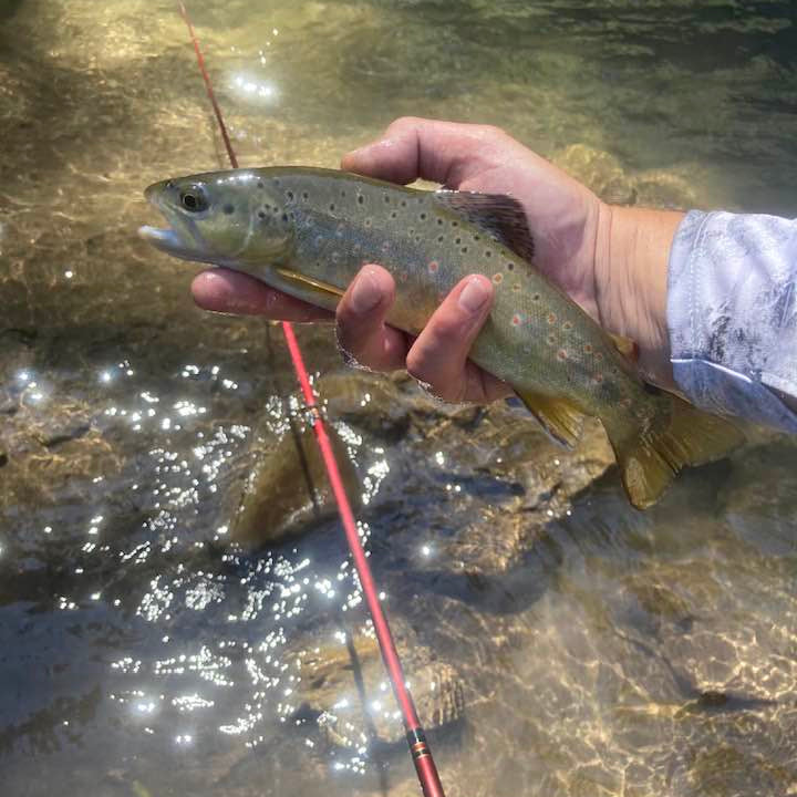 Akai Samurai Tenkara Rod – Lightweight Power & Precision | Wasatch