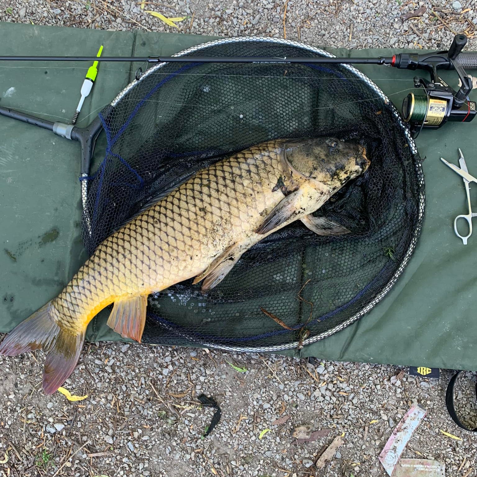 Large common carp resting in a landing net beside a Wasatch Tenkara Rods spinning rod and reel setup, lying on a green unhooking mat with gravel and fishing gear visible—ideal for showcasing carp fishing tackle and catch.