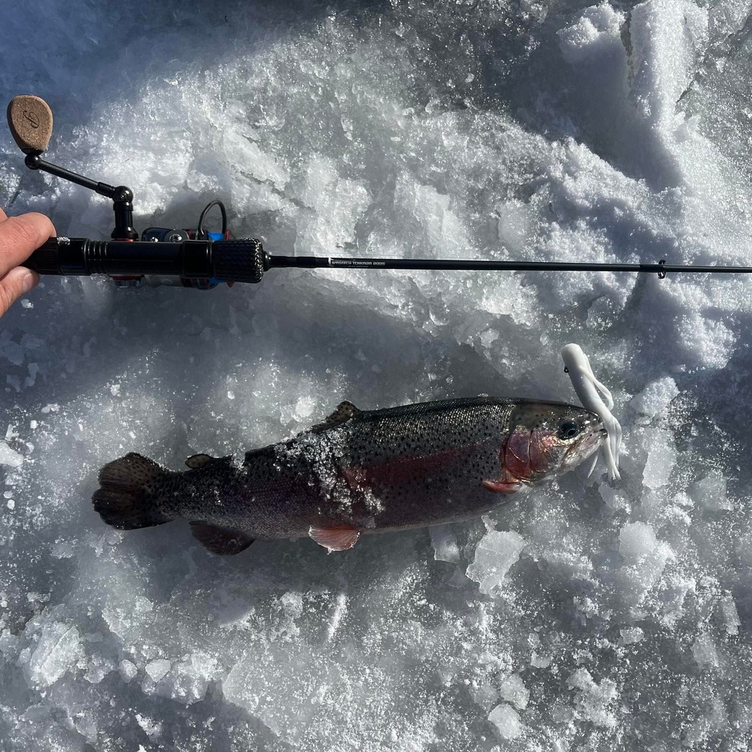 A freshly caught rainbow trout lying on icy terrain next to a Wasatch Tenkara Rods - Slot buster ice fishing rod, featuring a raw carbon fiber handle and a white lure still in the fish's mouth, highlighting a successful ice fishing trip.