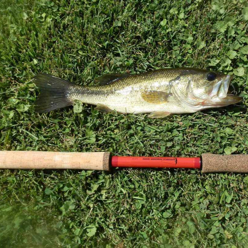 Largemouth bass lying on grass beside a Wasatch Tenkara Rods Phoenix Rising rod with cork handle and red carbon fiber shaft, highlighting a successful tenkara catch.