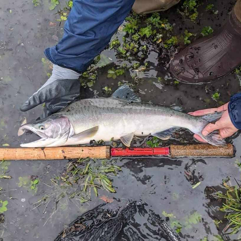 Angler holding a salmon alongside a Wasatch Tenkara Rods Phoenix Rising rod, displayed in shallow water with wet vegetation.