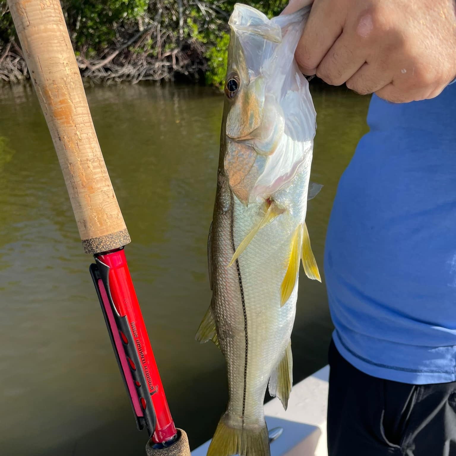 Angler holding a snook next to a Wasatch Tenkara Rods Phoenix Rising tenkara rod with red carbon fiber body and cork handle, showcasing a successful catch near mangrove-lined waters.