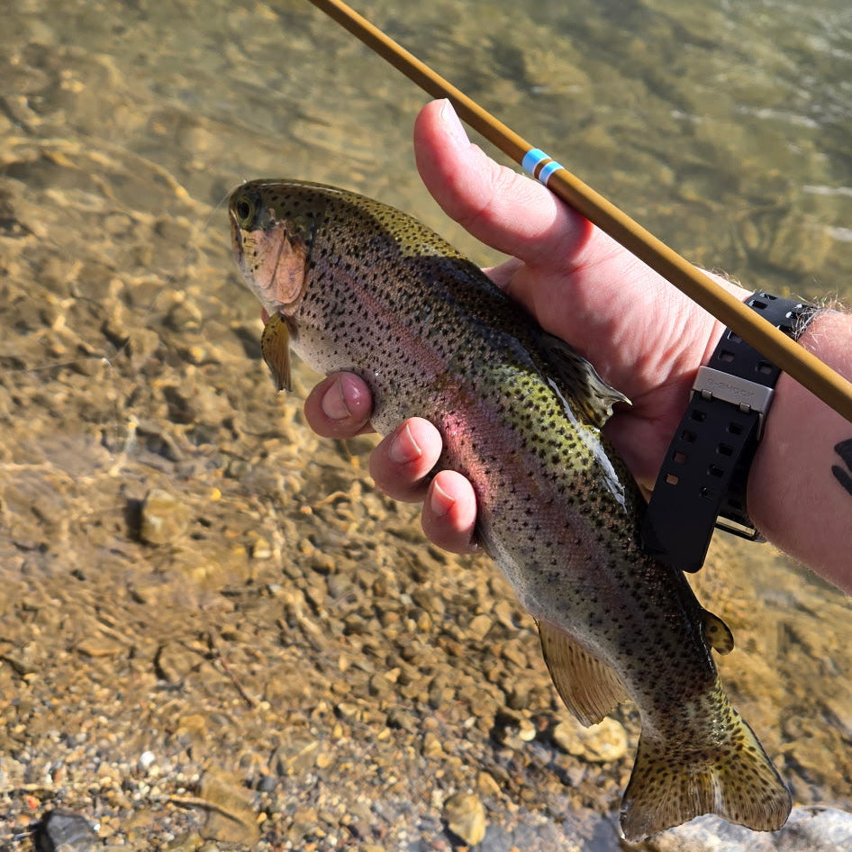 Angler holding a vibrant rainbow trout beside a shallow rocky stream, with a Wasatch Tenkara Rods Snub Nose IV rod in hand, showcasing the precision and performance of ultralight fly fishing gear.