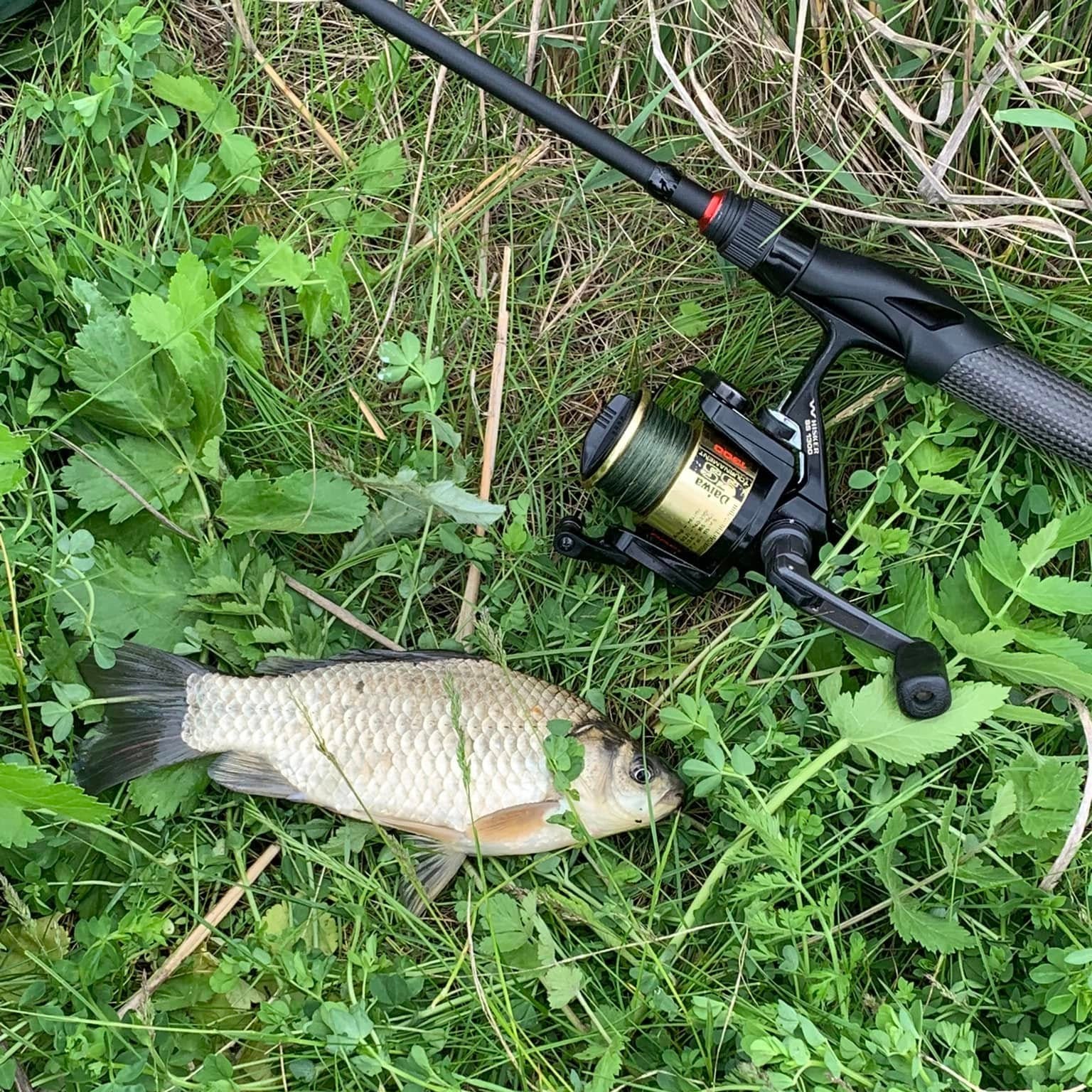Small fish laying in green grass next to a Wasatch Tenkara Rods Command Force spinning rod and reel—perfect for showcasing light tackle fishing success in natural surroundings.