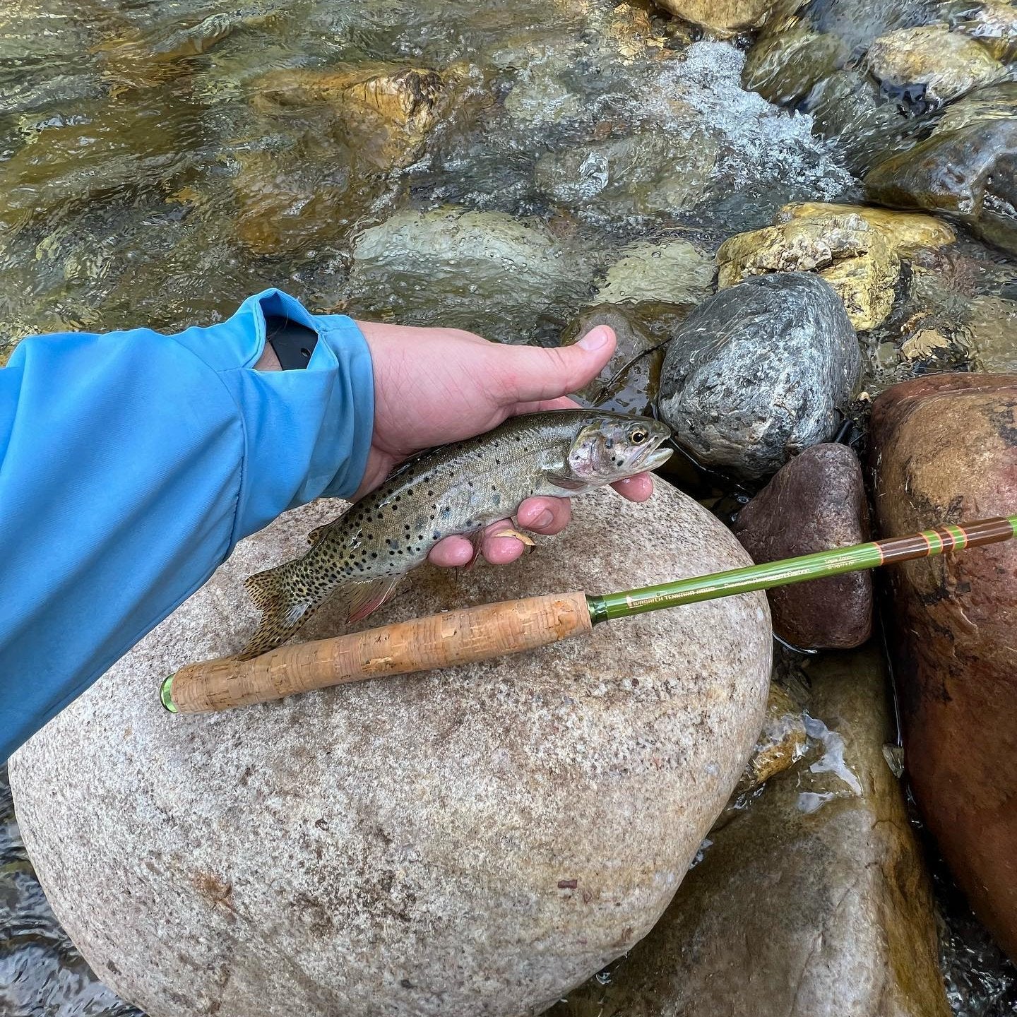 Angler holding a spotted trout beside a flowing mountain stream with a Wasatch Tenkara Rods Baby RodZilla rod resting on a boulder, showcasing lightweight gear ideal for small stream fly fishing.