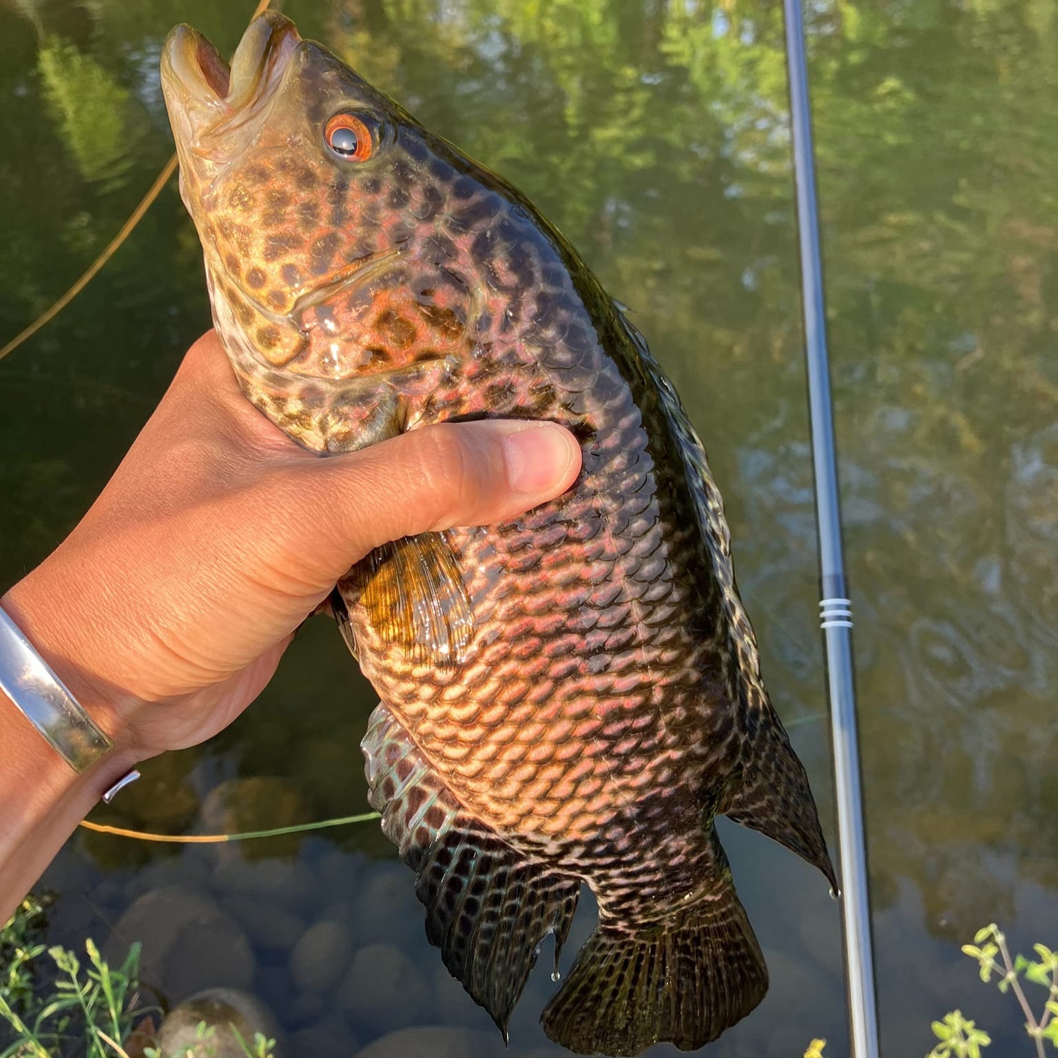 RodZilla Tenkara Rod – 16'/17'6