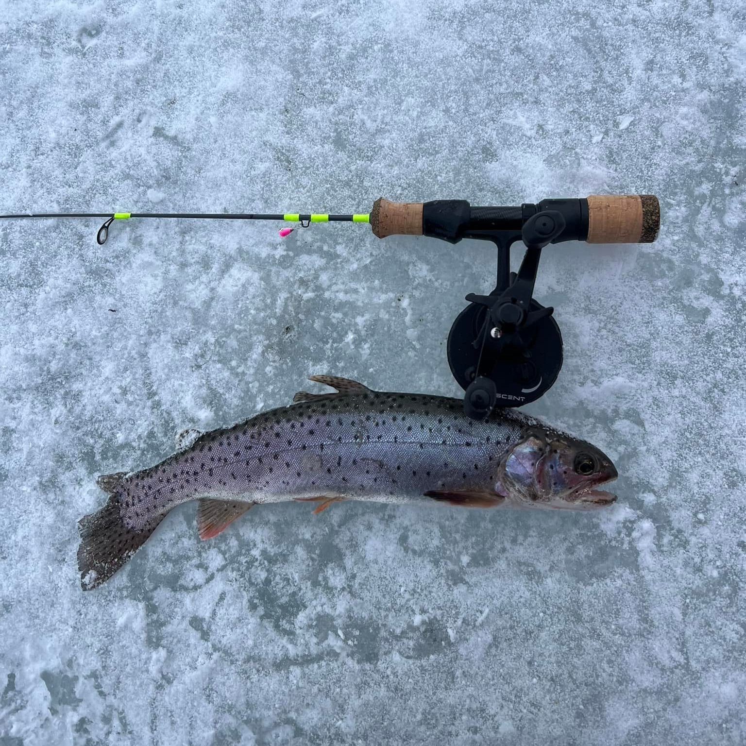 A freshly caught trout lying on the ice next to an Ice Breaker fishing rod with a cork handle and neon green accents, showcasing an ice fishing setup on a frozen lake.