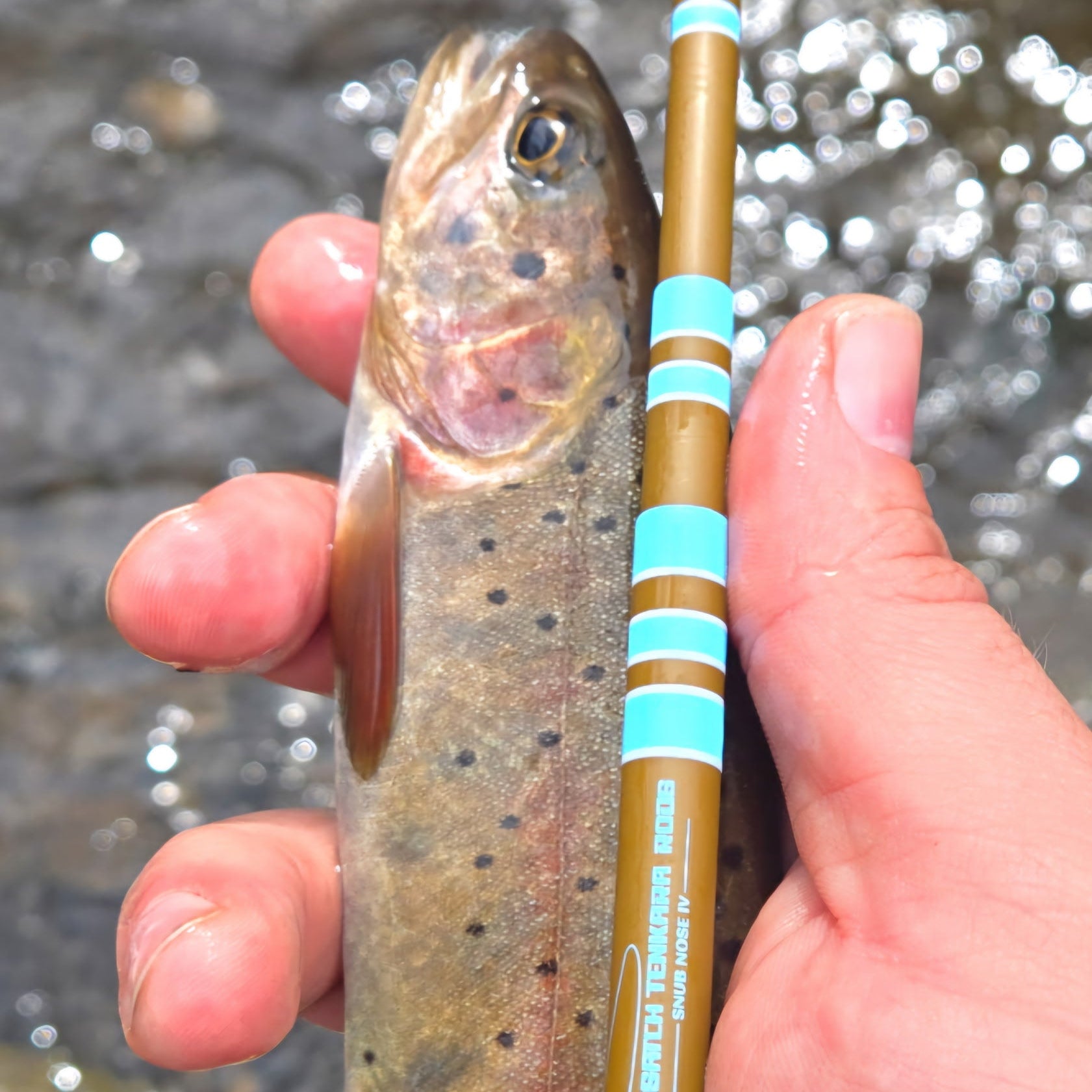 Angler holding a wild trout beside the Wasatch Tenkara Rods Snub Nose IV, with clear water sparkling in the background—highlighting ultralight Tenkara performance for precision fly fishing in small streams.