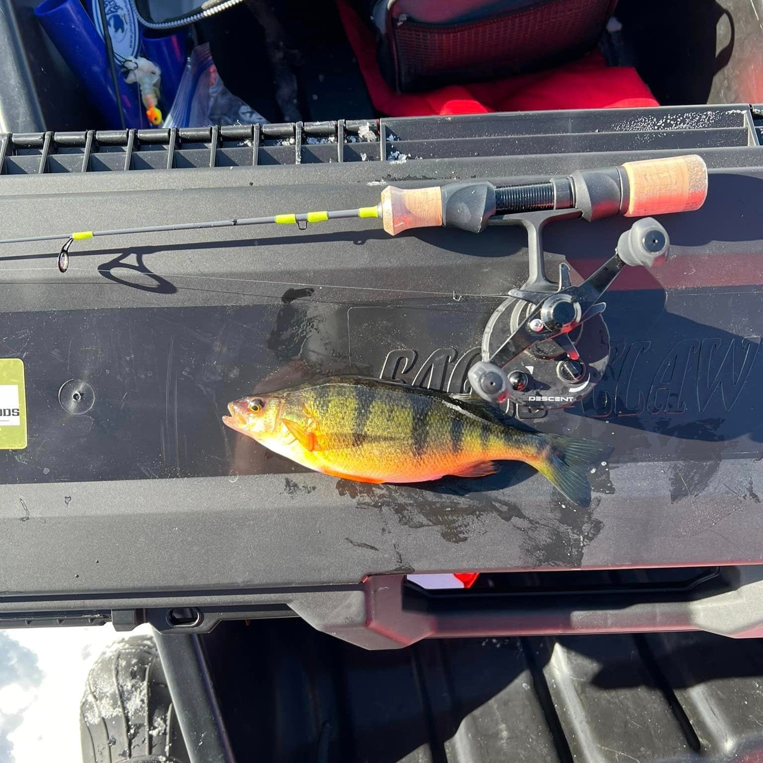 A vibrant yellow perch lying next to a Wasatch Tenkara Rods - Ice Breaker is fishing rod with a cork handle on a black ice fishing gear box, with a red jacket and accessories visible in the background under bright sunlight.