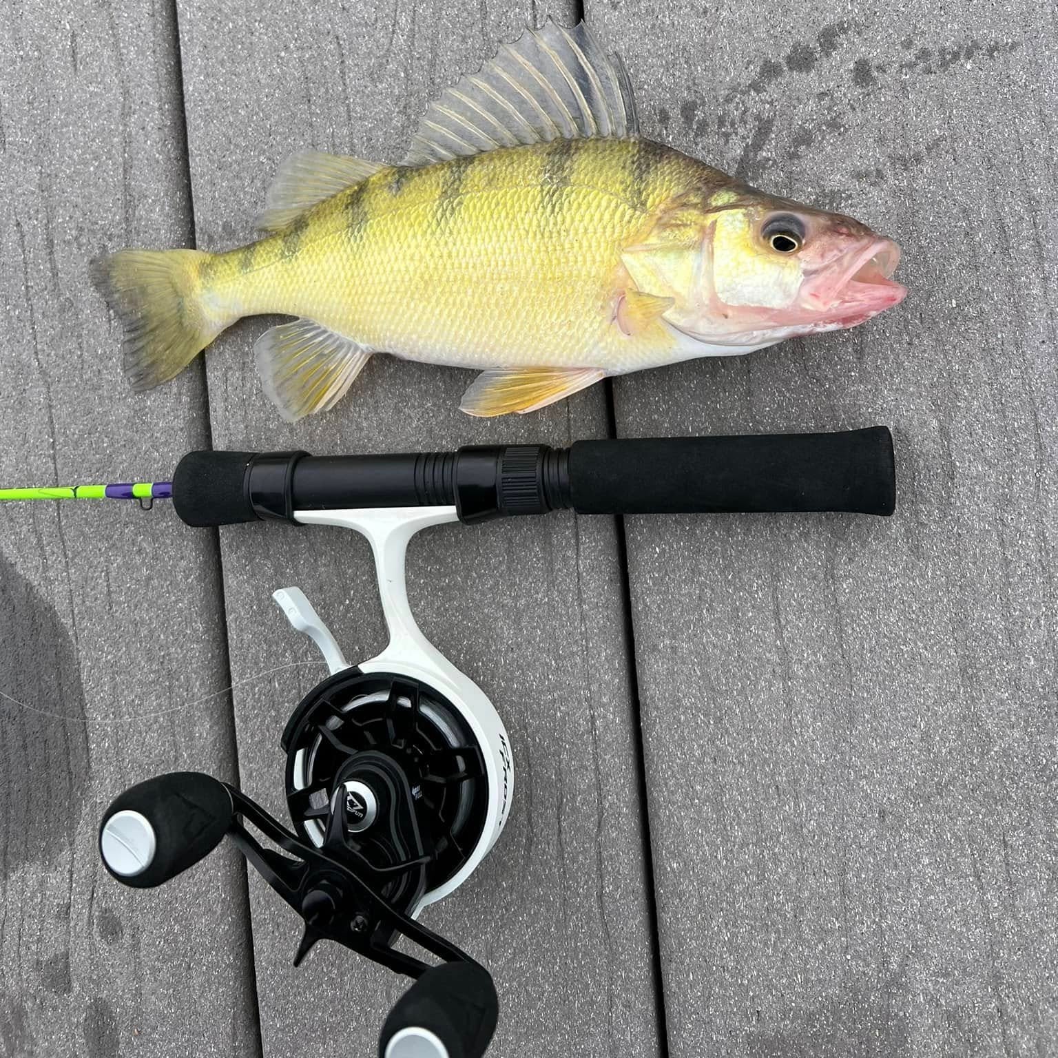 A freshly caught yellow perch lying next to a green and purple Wasatch Tenkara Rods - The Joker ice fishing rod with a white reel, placed on a gray wooden dock, showcasing a successful fishing trip.