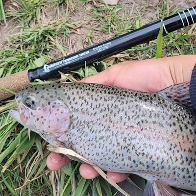 This is a big Rainbow Trout which a customer caught with the Wasatch Tenkara Rods, RodZilla!